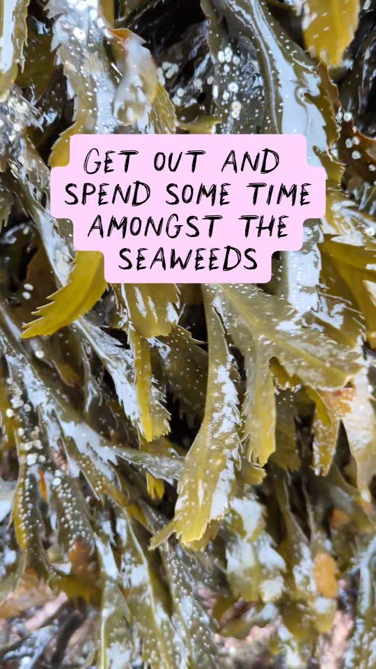 Ok so I'm officially a seaweed fanatic 🫣🪸
And what better place to live out my tidal fantasies than west coast Scotland where people have been tickling kelp for MANY years 😆🙌🏽
Seaweeds are food, medicine, nutrition, fuel, biomaterial, bioplastic, I could go on.
And I do go on. In the appropriate place...
Join me in the intertidal zone and fall in love with these beautiful marine algae. We'll walk, talk, fondle and nibble, wetting your appetite for a gorgeous lunch. Why does this sound so raunchy all of a sudden?! 😜😎
Saturday 21st March / Isle of Luing
Get in touch with the Atlantic Islands Centre to book or PM me for the email address
Saturday 18th April / @thepierhousehotel
Get in touch with the restaurant to book or PM me for the phone number
Sunday 21st June - Saturday 27th @nourishescape Tiree
Check out my website for the details of this beautiful retreat with @mara_ocean_adventures 👣💚