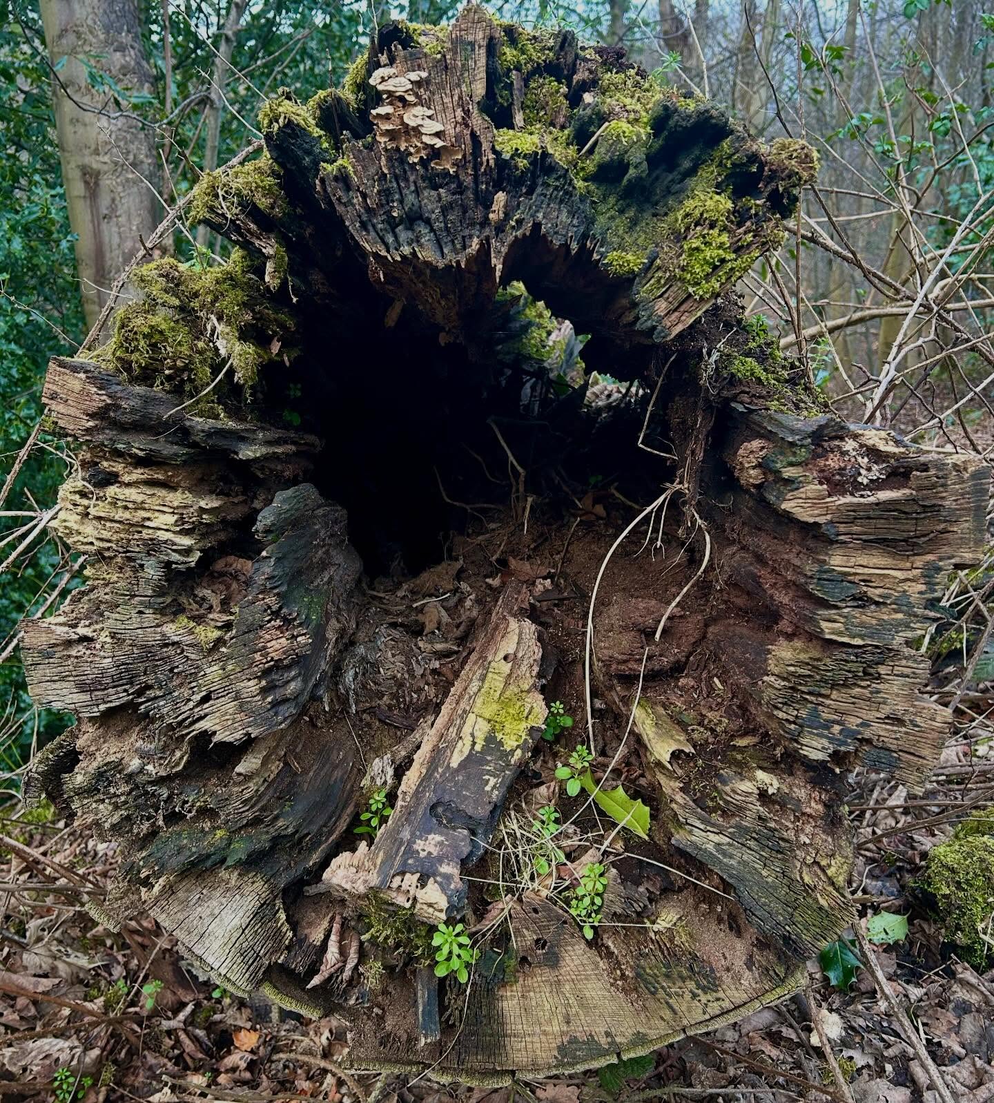 This stump is beautiful. Trees rot and give life to other things. It’s amazing how nature doesn’t waste anything.
#forestbathing #forestbathing🌲🌲🌲 #forestbathingscotland #forestbathingedinburgh