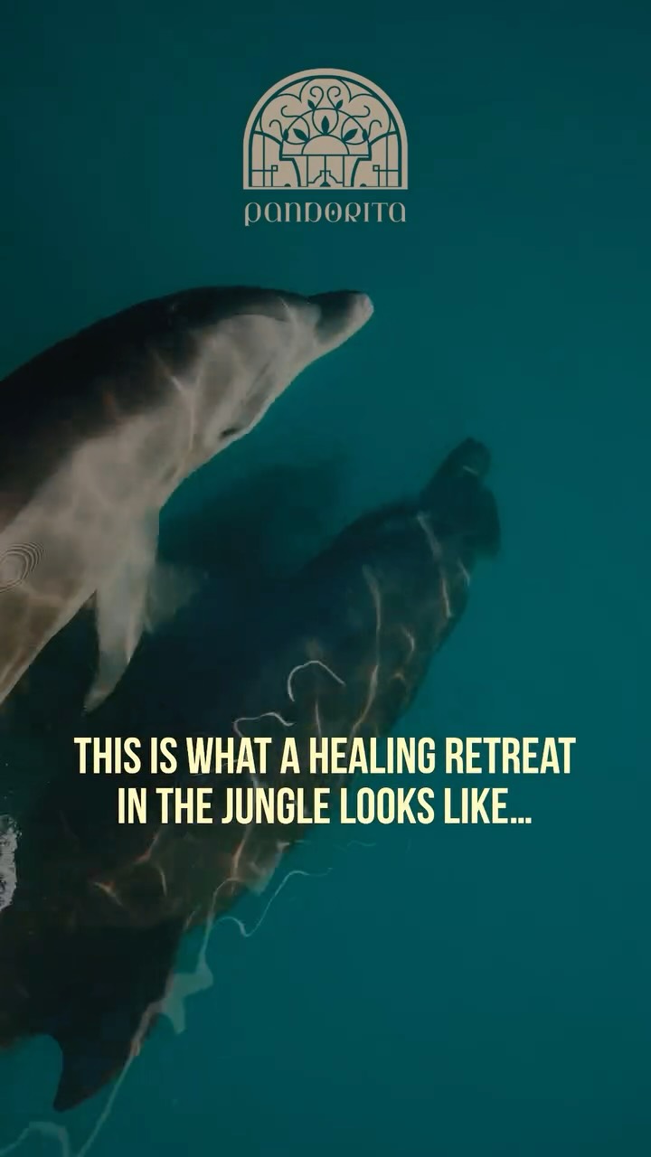 7 days in nature to slow down, reconnect, and remember what truly matters.
The Pandorita retreat experience includes:
✨ 3 plant medicine ceremonies
🛶 Kayak exploration
🌿 Jungle walk
🌱 Mangrove tour
🐬 Dolphin watching
🌸 Flower bath ritual
✨ Sharing circles
A deeper 11-day retreat is also available for those who feel called to go further into the journey.
Feel free to reach out to us if you feel the call!
Video by @amykit_a
#plantmedicineretreat #costaricaretreat #plantmedicine