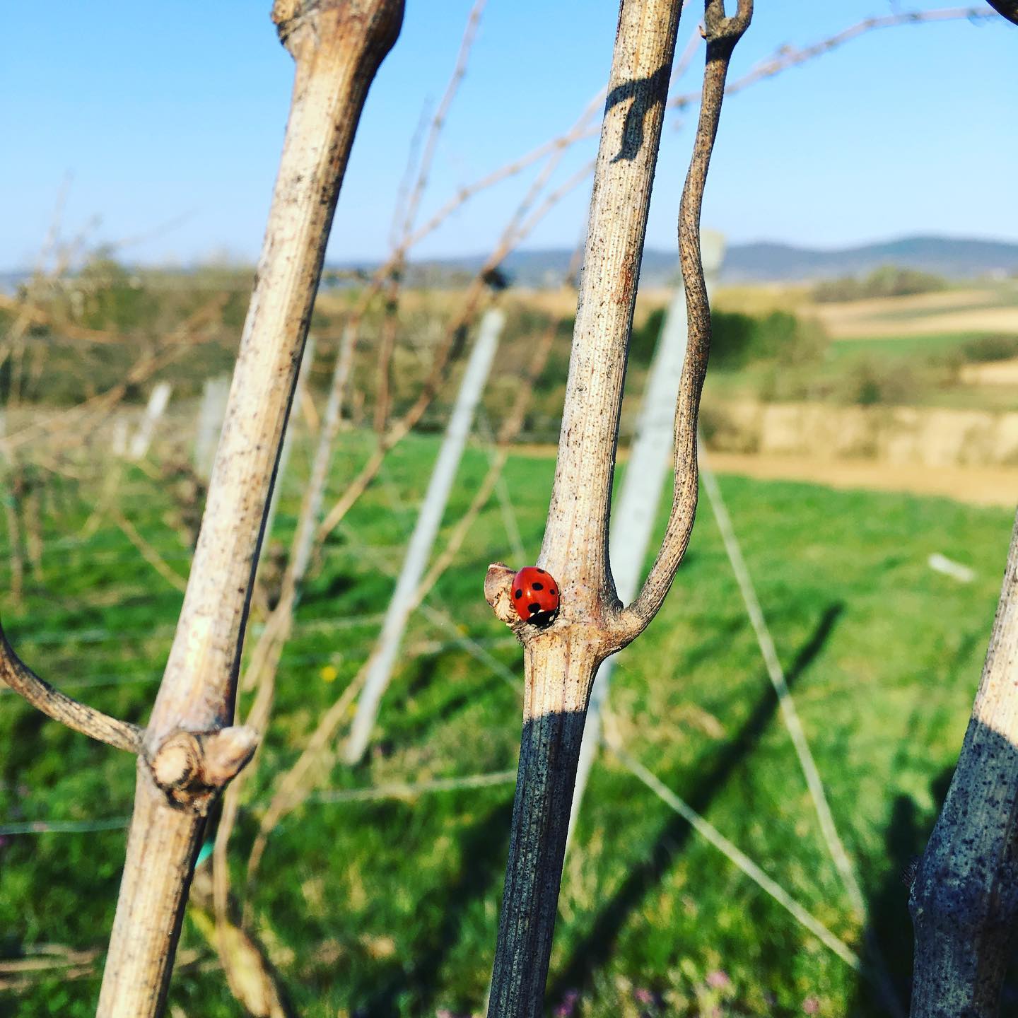 ...sitting in the morning sun... #redwine
#winelover
#lieblingswein
#ilikewine
#pinkwater
#rosé
#ladywine
#womenwine
#wineforwomen
#veganwine
#hamburg
#münchen
#hannover
#berlin
#weinglas
#wineglass
#hip_hip_rose
#pfalz
#pfalzlust
#süw
#heimatliebe
#100prozentpfalz
#lustauflandau
#lustaufsuew
#lustaufpfalz
#zumwohldiepfalz