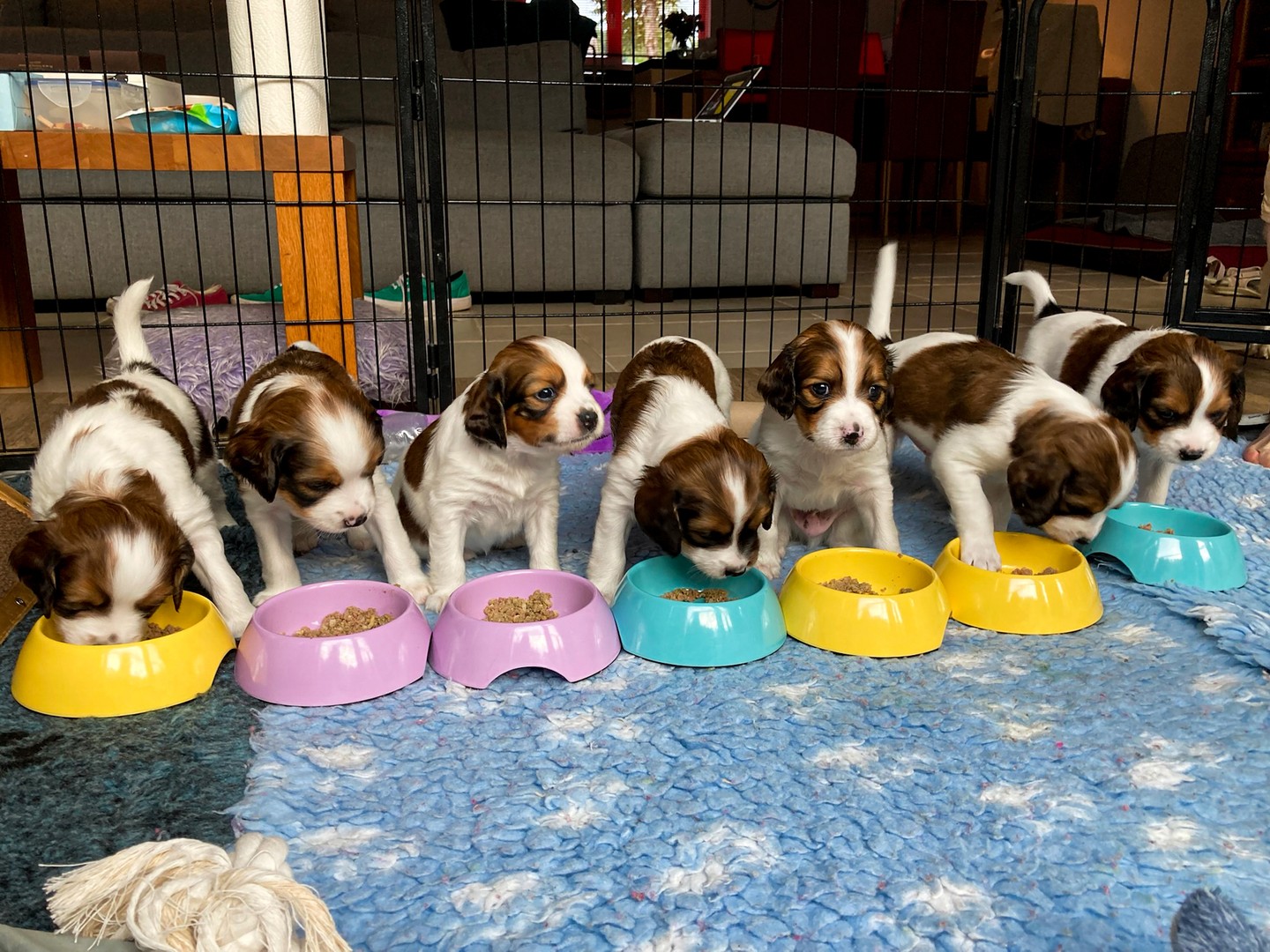 Soms eten we netjes uit een bakje, soms glijden we door ons eten op het bord, maar soms ook nog even bij Indy.
#kooiker #kooikerhondje #kooikersofinstagram #puppies