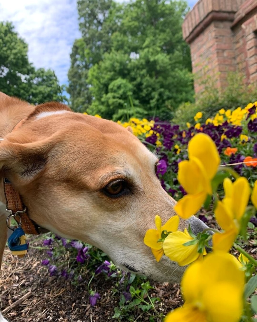 Organizing is like taking a walk in the park and finding joy in the little moments. Just like Wendy who always stops to smell the flowers. 🌸
But the best part of organizing is the peace and happiness it can bring to your life! 🧘🏻♀️
A decluttered space means no more chaos, and a lot less stress. So embrace the journey!
Asking for help speeds up the process and takes stress out of the equation. Let's work together to make your space a source of joy and tranquility. 🙌 Book your call now! 📲
_____
#rescuepups #whorescuedwho #rescuedogmom #thebestbreedisrescued #supportyourlocalshelter #adoptdontbuy #shelterdogs #shelterdogsofinstagram #rescuedogsofinstagram #dogfeatures #dogmomsofinstagram #dogmoments #humanesociety #professionalorganizing #realsimple #homeinspiration #homeorganizing #declutteryourlife #inspirational #organizeyourhome #clutterfreeliving #moreofless #enjoylife #letsgetorganized #cleartheclutter