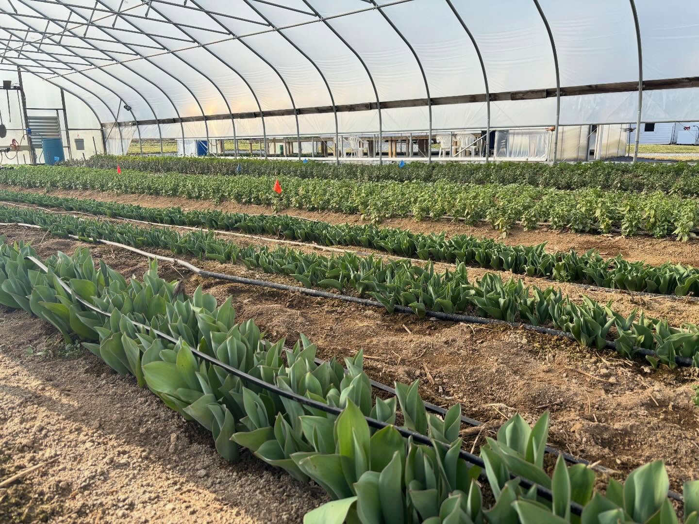 The crops are growing before my eyes. In a few short weeks, we will be harvesting Easter tulips and spring gems like ranunculus and snapdragons. The spring flowers will be more special than ever after this long winter. The best way to celebrate Roots early blooms is with our Early Spring Bouquet Club. Four weeks of the most precious blooms, available at three amazing local partners businesses, @simply_yoga_and_fitness @healthyyoucater and @talking_breads all assembled with care and gratitude. Join spring’s promise!
Full details & sign up via website.