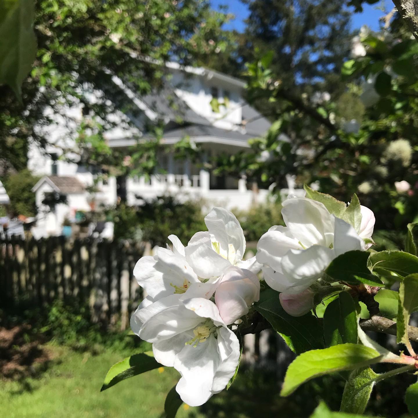Every morning I awake torn between a desire to save the world and an inclination to savor it. This makes it hard to plan the day. But if we forget to savor the world, what possible reason do we have for saving it? In a way, the savoring must come first.
E. B. White