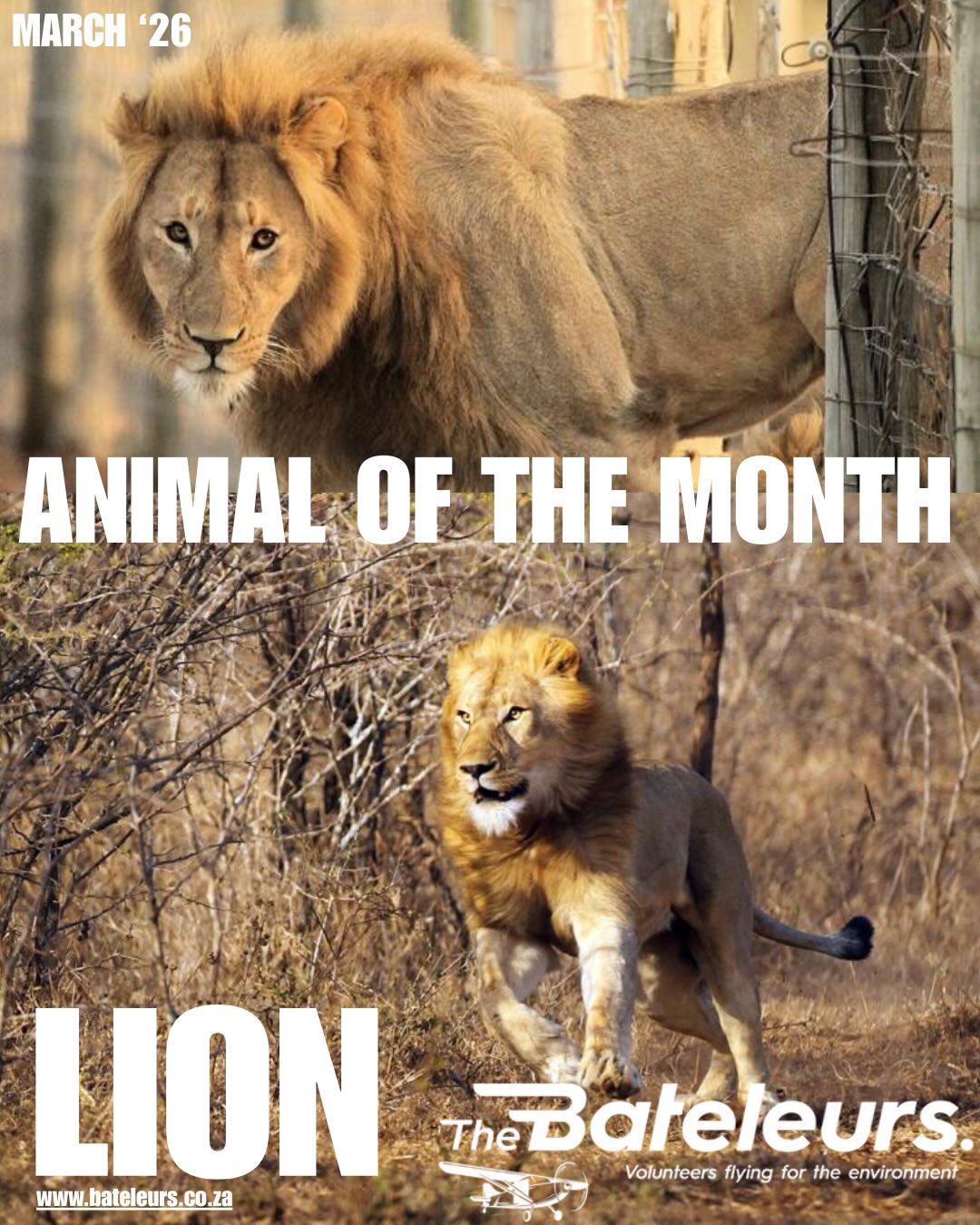 Animal of the Month 🦁
We’re introducing a new Animal of the Month series where we share photographs captured during previous missions flown by The Bateleurs, along with fascinating facts about the species and the conservation work that helps protect them.
This month we’re spotlighting the lion (Panthera leo).
Lions are apex predators and play a vital role in maintaining balanced ecosystems. By regulating herbivore populations such as zebra, wildebeest and buffalo, they help prevent overgrazing and support healthy savannah habitats that many other species rely on.
Their presence also influences how prey animals move across the landscape. Scientists call this a trophic cascade, where top predators shape entire ecosystems by affecting prey behaviour and grazing patterns.
Lions are highly adapted hunters. A reflective layer in their eyes called the tapetum lucidum allows them to see up to six times better than humans in low light, helping them hunt effectively at dawn, dusk and during the night.
Despite their reputation as the “king of the savannah”, lions now occupy less than 10% of their historic range, with only 20,000 to 25,000 remaining in the wild.
One conservation strategy helping support lion populations is wildlife translocation, where lions are carefully relocated to suitable or protected habitats. This can help restore populations, improve genetic diversity and reduce human wildlife conflict.
Aerial monitoring often plays an important role in these operations by helping conservation teams locate animals and track their movements across large landscapes.
Through aerial support, The Bateleurs assist conservation teams in protecting wildlife and the ecosystems they depend on.
#Lion #WildlifeConservation #TheBateleurs #SpeciesSpotlight #ProtectNature 🦁