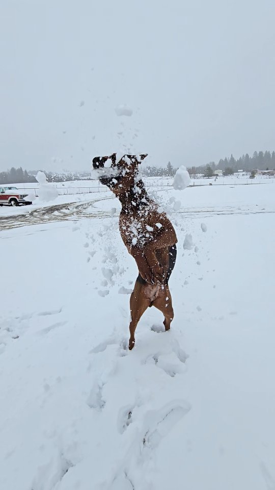Snow Dog Rieka
Holding 11 puppies oh so well!
-
Laizhou hong chinese red dog
-
Nothing for sale, DM to inquire about the breed!
-
dutch shepherd sighthound #rarebreed #protectiondog #chinesereddog beauceron schutzhund protection dog psa german shepherd guard dog trainer preservation chinese red dog #dobie