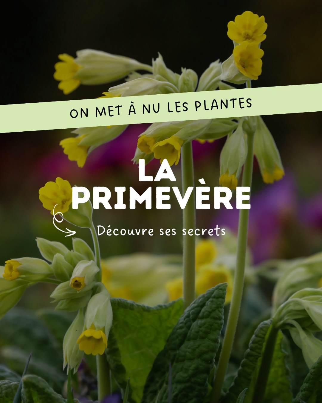 🔍 La primevère, tu connais ?
La primevère est l’une des premières fleurs à apparaître à la fin de l’hiver. Son nom vient d’ailleurs du latin prima vera, qui signifie « première du printemps ». 🌼
En infusion, on utilise surtout ses fleurs et parfois sa racine, appréciées pour ses propriétés apaisantes.
Son goût est doux, légèrement floral et délicat, ce qui en fait une plante agréable dans les mélanges d’infusions.
Une plante discrète, pleine de douceur. C’est parfait pour un moment calme. 🧘🏻♀️