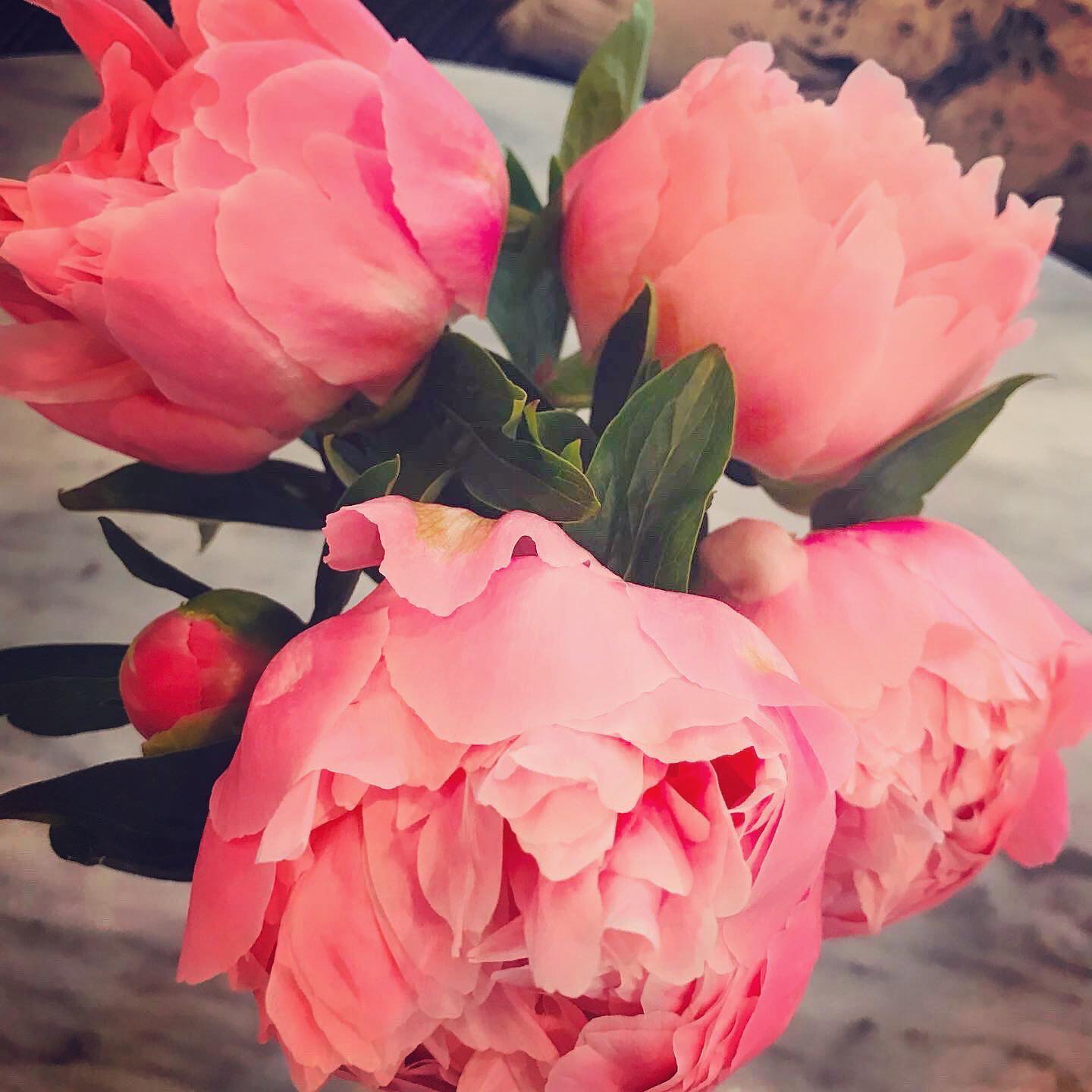 A Light exists in Spring
Not present on the Year
At any other period —
When March is scarcely here
A Color stands abroad
On Solitary Fields
That Science cannot overtake
But Human Nature feels.
It waits upon the Lawn,
It shows the furthest Tree
Upon the furthest Slope you know
It almost speaks to you.
Then as Horizons step
Or Noons report away
Without the Formula of sound
It passes and we stay —
A quality of loss
Affecting our Content
As Trade had suddenly encroached
Upon a Sacrament.
🌿Poem by Emily Dickinson