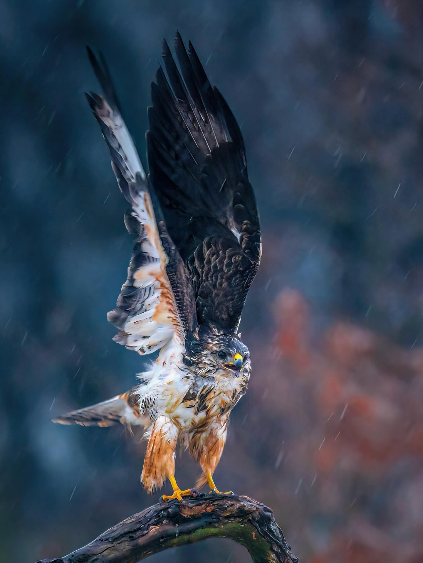 Bussard im Starkregen.
Der Mäusebussard spart Energie wie ein Segelflugpilot:
• nutzt Thermik zum Kreisen
• beobachtet Beute von oben
• stößt dann plötzlich herunter
Manchmal sieht man ihn auch still auf einem Pfosten sitzen, wie einen geduldigen Jäger im Beobachtungsmodus.