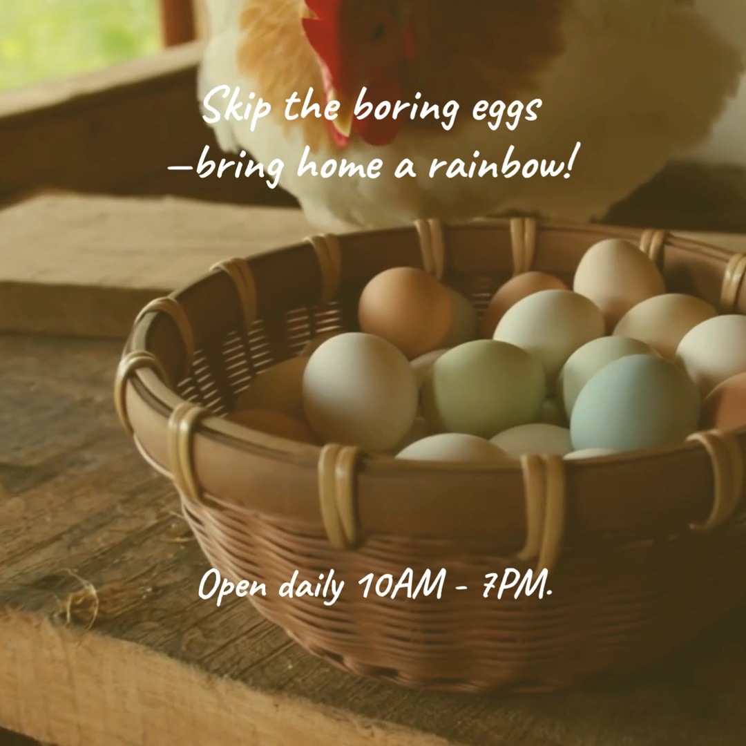 Skip the grocery store and bring home a rainbow!
Our girls have been busy! Fresh, washed, and chilled rainbow dozens are waiting for you at the Chick Shack. Open 10 AM – 7 PM daily!
Email chicks@FamilyHeritageAcres.com for the address and come grab yours!
Thank you for supporting your local farm families and being part of our Kelso/Longview community!
Sheri & Jason
* NPIP Certification of Excellence.
#FarmFreshEggs #RainbowEggs #EatLocal #KelsoWA #FamilyHeritageAcres #HeritageHens #BackyardChickens #RainbowEggs #KelsoWashington
