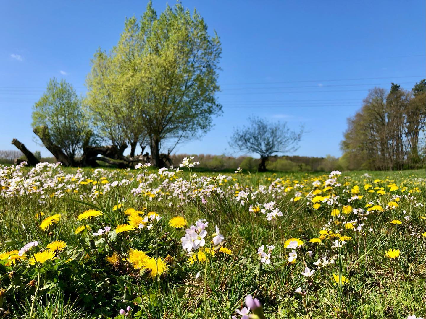 Ich gebe zu, die beiden Bilder sind schon vom letzten Jahr… aber jetzt sieht es wieder (fast) so aus und wir lieben es!
.
.
#blühendewiesen #frühlingsboten #löwenzahn #löwenzahnaufderwiese #feuchtwiese #blümchenaufderwiese #prignitz #frühlingserwachen #prignitzfotografie #wasblühtdennda #wiesenschaumkraut #brandenburgistschön #ohwieschönistbrandenburg #kommliebermaiundmache #zartesgrün #naturfotografie #wiesenspaziergang #meadow #bloomingmeadow #flowersblooming