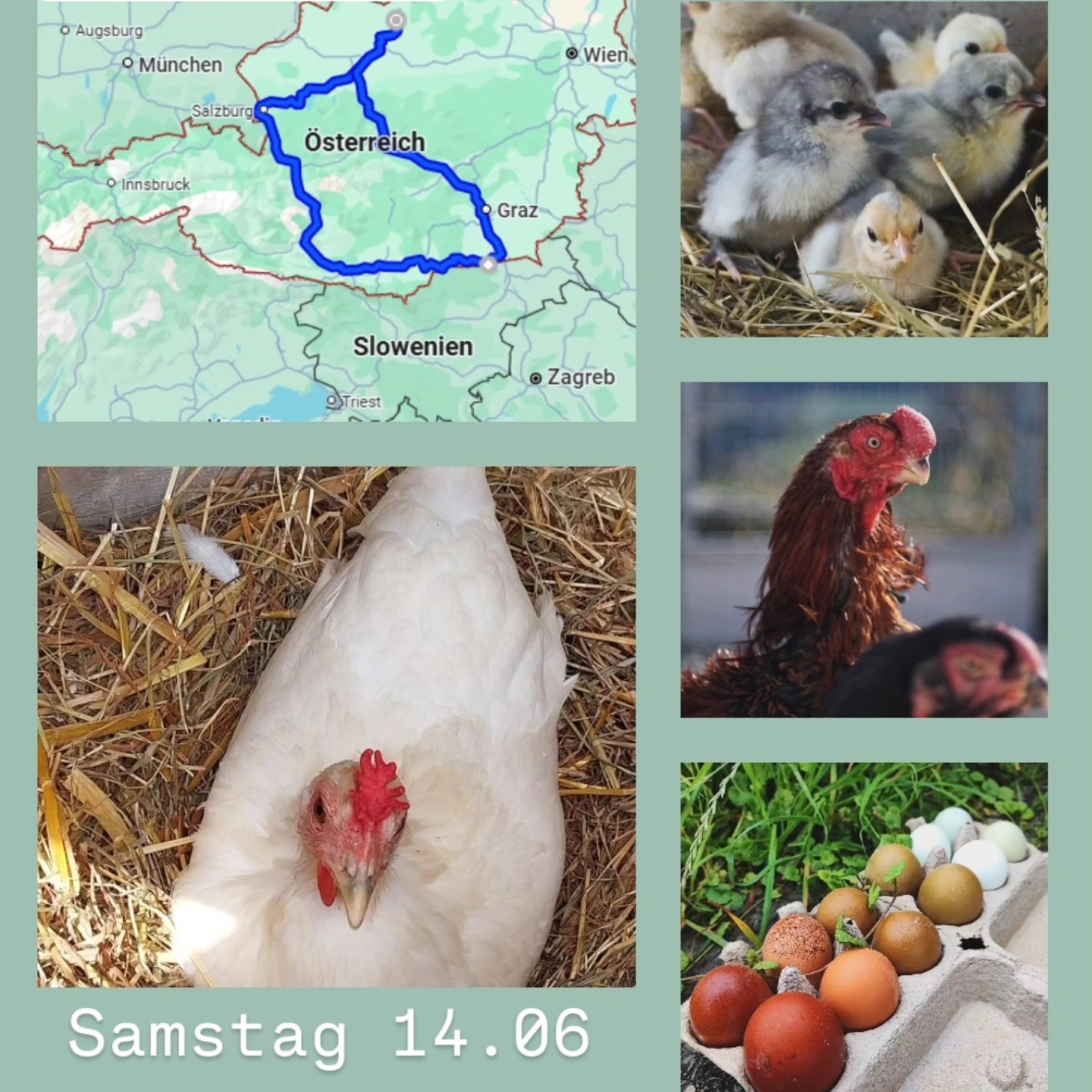 Servus Salzburg, Kärnten und Steiermark.🇦🇹
Am Samstag 14.06 bin ich wieder unterwegs.
Wenn ich jemanden von mir etwas mitnehmen darf, gerne PN.
Je nach Emoji habe ich:
🥚-Bruteier, 🐥-Küken, 🐓 - Junghennen oder auch Zuchtstämme.
◼️Rassen-Themenboxen
Reinrassige Tiere, von mir gezielt nach Nutzung zusammengestellt:
Selbstversorger, Legehühner, Buntes Nest, Winterleger🥚🐥🐓
◼️Ayam Cemani🥚🐥
◼️Ayam Cemani Blau🥚🐥🐓
◼️Bayrische Landzwerge🥚🐥🐓
◼️British Lavender Araucana🥚🐥
◼️Cream-Opal Legbar🥚🐥
◼️Donxiang lukedanji blauleger🥚🐥🐓
Silber, hanffarben, schwarz
◼️GA Dong Tao🥚🐥🐓
◼️Gà H'mông🥚🐥🐓
- Europäisch
- Asiatische
- Bunt
◼️Gà H'mông Nackthals🥚🐥
◼️Hint horoz🥚🐥
(Habicht und Mader Abwehr)
◼️Marans🥚🐥
◼️Meierijs hoen Blauleger🥚🐥
◼️Moorhühner Gelbleger🥚🐥
◼️Olivleger F1, F2, F3...🥚🐥
◼️Onagadori Bunt🥚🐓
◼️Parrot beak aseel🥚🐥🐓
(Die zutraulichste Rasse, die unangefochtene Spitzenklasse)
◼️Perlhühner weiß🥚🐥🐓
(Habicht und Mader Abwehr)
◼️Sandschak🥚🐥
◼️Seidenhühner und gelockt/Frizzle bunt🥚🐥🐓
◼️Siciliana Hörnerkämme🥚🐥🐓
◼️Siciliana Kronenkämme🥚🐥🐓
◼️Spanier schwarz weiß blau🥚🐥🐓
◼️Tan Chau Langschwanz Zwerghühner🥚🐓
◼️Thai Siam black🥚🐥🐓
(Habicht und Mader Abwehr)
◼️Russische Cholmogory Gänse🥚🐥🐓
◼️Nandus🥚
◼️Gutscheine für Tierwelt Rauch🎁
Ausführliche Informationen, Fotos und Zuchtgruppendetails findest du unter:
www.broholmer-zucht.com | Instagram & Facebook: @huehnerwelt_rauch
________________
Bezüglich Treffpunkt können wir uns gerne persönlich abstimmen.
Zur Orientierung die Route verläuft über:
Hinfahrt Vormittag:
Linz, Ansfelden,
A1, Sattledt, Laakirchen, Attersee, Mondsee, Salzburg, E55, Hallein, A10, Bischofshofen, Flachau, Zederhaus, St. Michael, Rennweg, Gmünd in Kärnten, Seeboden, Villach, A2, Klagenfurt am Wörthersee, Völkermarkt, Lavanmünd, St. Oswald ob Eibiswald, Eibiswald, Schlossberg, Gamlitz
Rückfahrt Nachmittag: Straß in Steiermark, E59, Leibnitz, Werndorf, A9, Graz, Gratkorn, St. Michael in Obersteiermark, Mautnern, Trieben, Rottenmann, Windischgarsten, Kirchdorf a.d. Krems
_____________________
Instagram & TikTok @huehnerwelt_rauch
Facebook @rauchs_huehnerwelt
_____________________
LG
Gabriel