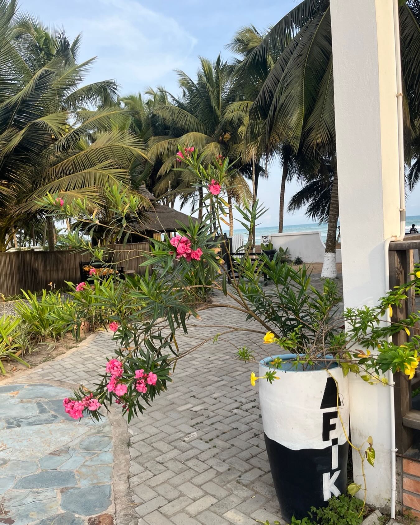 It’s wonderful to see the the Afiki flowers blooming. It’s been a rainy dry season this year and the plants have loved it. The butterflies are enjoying this unseasonal bounty! And we are enjoying the burst of colour. #beachlife #tropicalplants #colorful