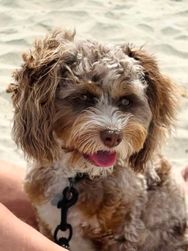 Who remembers this handsome boy? ๐ Toffee (now Leo) living his best life!
F1 Cavapoo from Truffles & Ziggy!