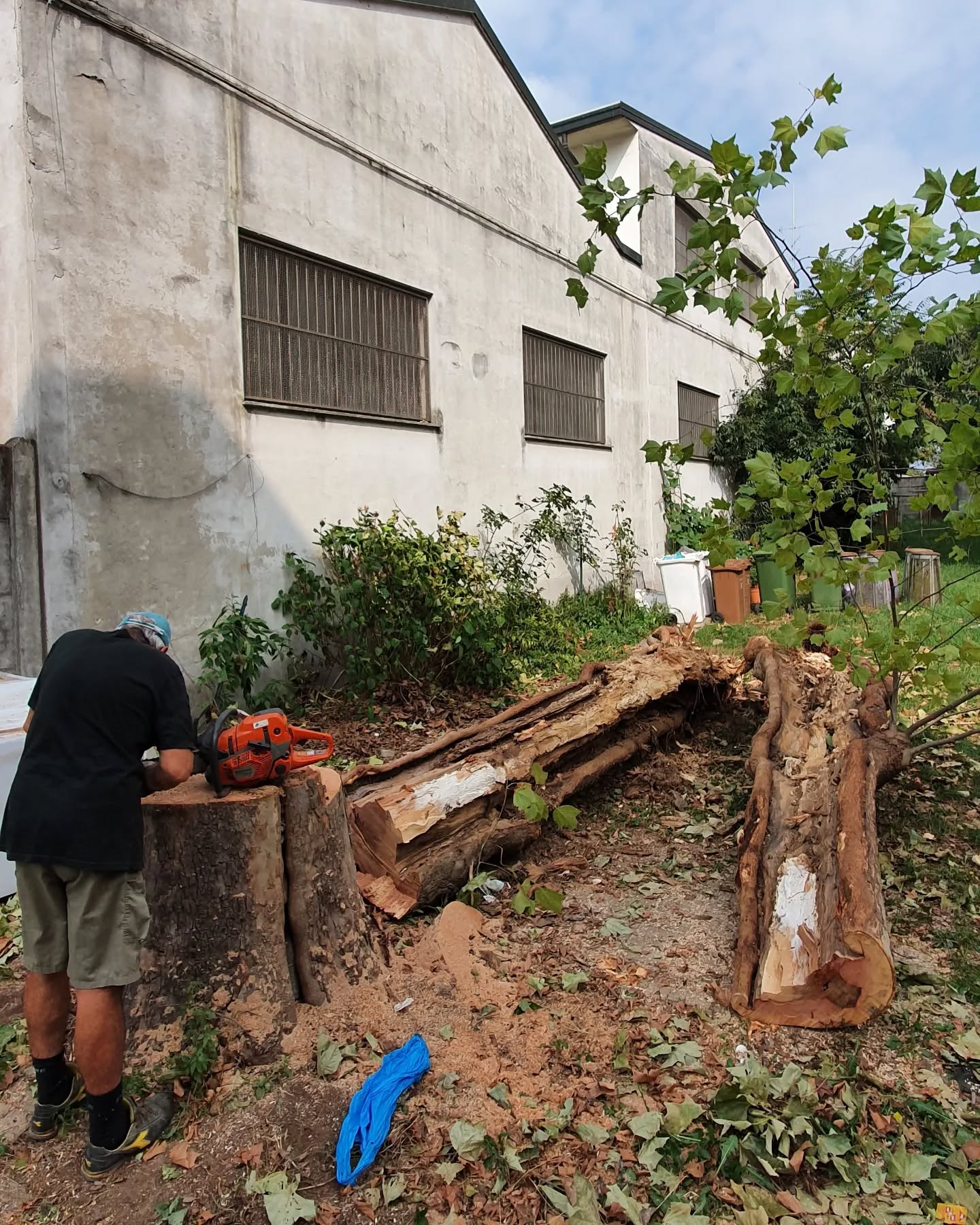 Abbattimento alberi a rischio di instabilità.
A volte anche un albero dall' aspetto rigoglioso può essere fonte di pericolo. Una attenta valutazione da parte di un professionista può aiutare a prevenire danni a cose o persone.
.
.
.
.
.
.
.
#treesurgeon #treclimbing #giardinaggio #giardino #natura #garden #piante #green #fiori #verde #nature #gardening #potatura #italy #giardiniere #italia #love #flowers #plants #polliceverde #potature #foglie #sempreverde #giardini#green #landscape #treeservice #alberi