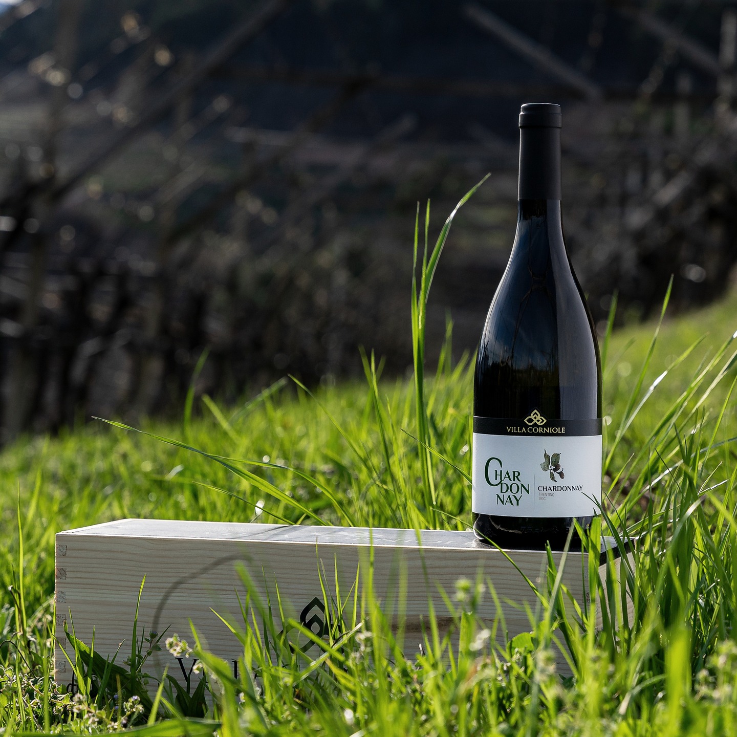 L’aria si fa più mite, la luce si prolunga fino a sera. È il tempo di uno Chardonnay fresco e armonioso, da condividere mentre la primavera prende forma.