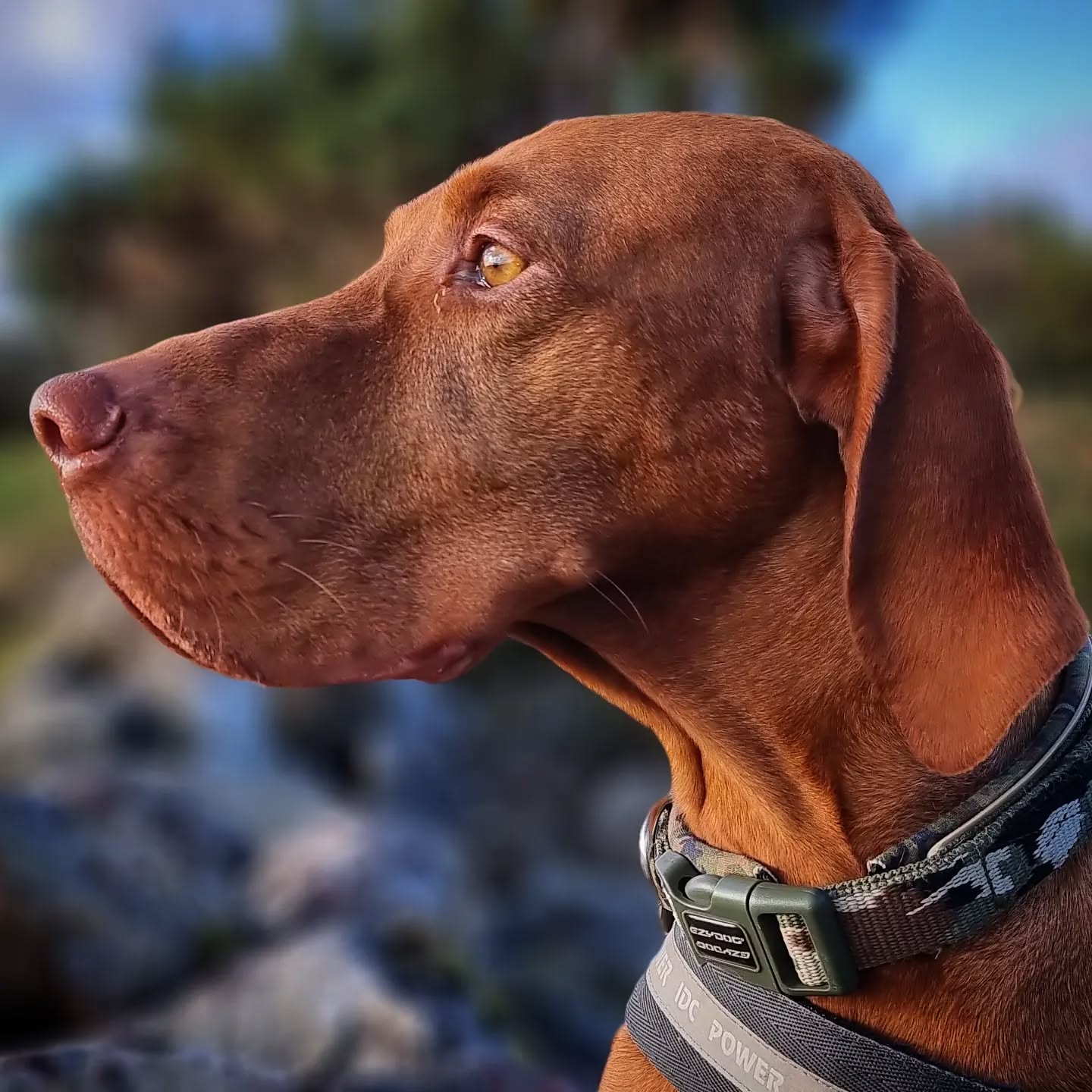 Hugo
#hugo #hungarianvizsla #vizsla #vizslagram #vizslalove #vizslasofinstagram #dogsofinstagram #dogsofinsta #instadogs #dogphotography #scotland #dogstagram #dogsofinstaworld #dogs_of_instagram #dogs #doglove #dogsofig #instagramdogs #doglovers #dogslife #lovedogs #goodboy #happy #dogsdaily #adventurewithdogs #dogoftheday #pawsome #dogwalking #instadog #doggy