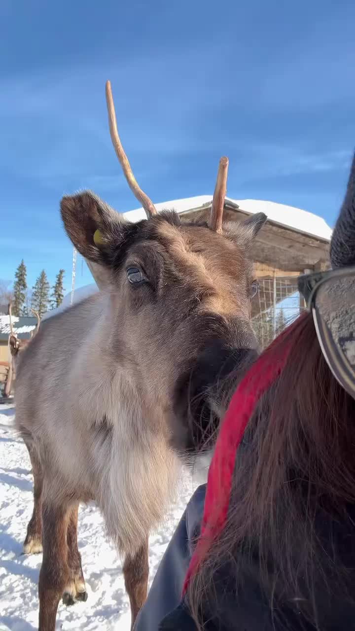 Worst part #reindeer #Alaska #KenaiReindeerFarm #kiss #visitalaska
