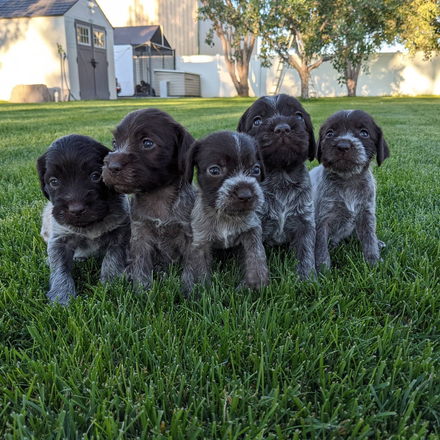 We have a beautiful litter of puppies(male and female)that were welped on 8/30/2021. The dam and sire are both AKC and NAVHDA registered and tested. They are both OFA certified, and have excellent bloodlines. We love our dogs, they are part of our family! This litter of puppies will be ready to go to there new homes on 9/18/2021. They will be de-wormed, have their fist shots, tails docked, and dewclaws removed. Pictures and pedigree's are available on our website at www.mountainrivergriffons.com
#Wirehairedpointinggriffon #NAVHDA #Wpgoftheday #WPG
#Wirehairedpointinggriffon
#IdahoWPG #Chuckerhunters#Griffpups
#WPGofIdaho #Dogswithbeards
#Idaho # #Idahobirddogs #Uplandhunting #Birddoghunting #Mansbestfriend #PuppiesofInstagram
#Korthalsgriffon #NAVHDApuppies
#AKC #Sportingdogs
#PuppiesofInstagram #Puppies #Uplandhunting #Puppiesforsale #puppy