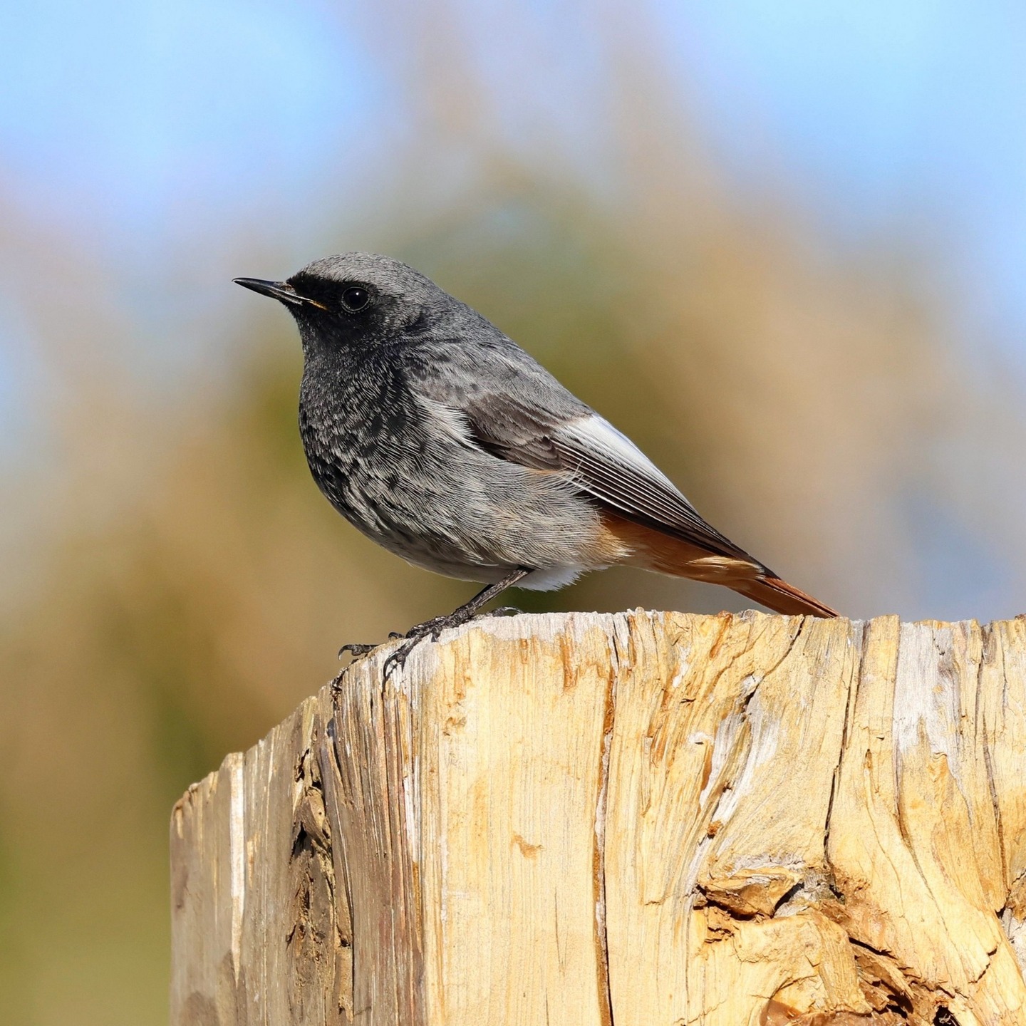 A black redstart at Katelios.
#islandwildlife #kefaloniawildlife #greekwildlife #guidedwildlifewalks #birdlovers