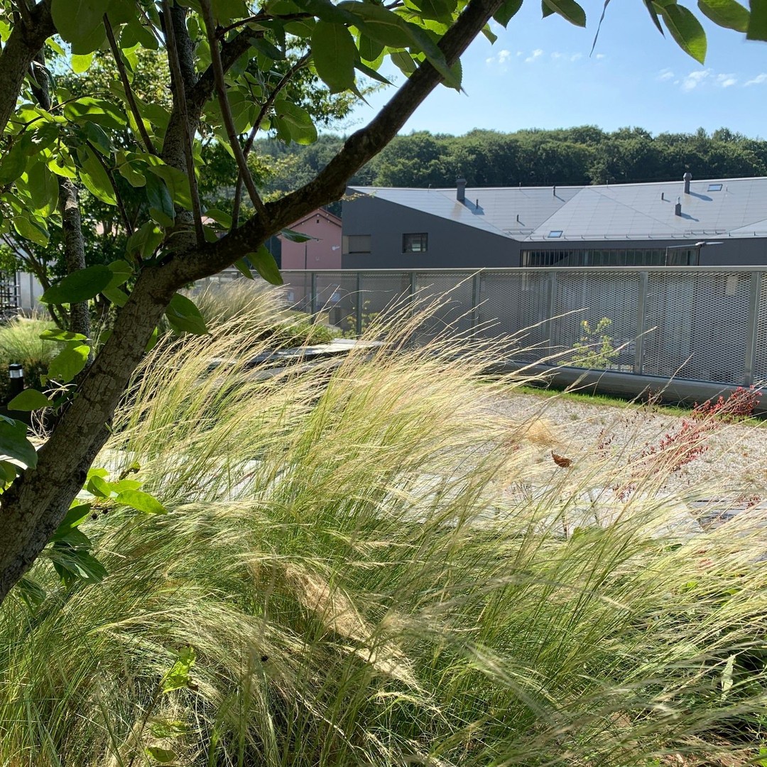 Visite d'un chantier réaliser en 2021.
Petite placette végétalisée sur dalle et développement d'une palissade spéciale sur mesures.
Paysagiste : Menétrey SA
#landscapearchitect #bgap #begreen #amenagementexterieur