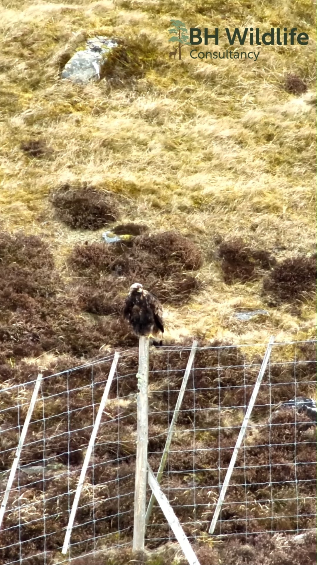 A number of our operators were working in the Highland's of Scotland this week. Multiple eagles were seen and detected within expected territories. Our newest drone operator, Holly, located a Golden eagle which can be seen quietly preening on a deer fence post.
At this time of year it’s especially important that the correct buffers around known nest sites are respected to prevent disturbance during this critical nest-building period.
#goldeneagle #raptormonitoring #scottishhighlands #wildlifemonitoring #birdsofprey #Conservation #FieldWork #naturescotland #wildlifeprotection