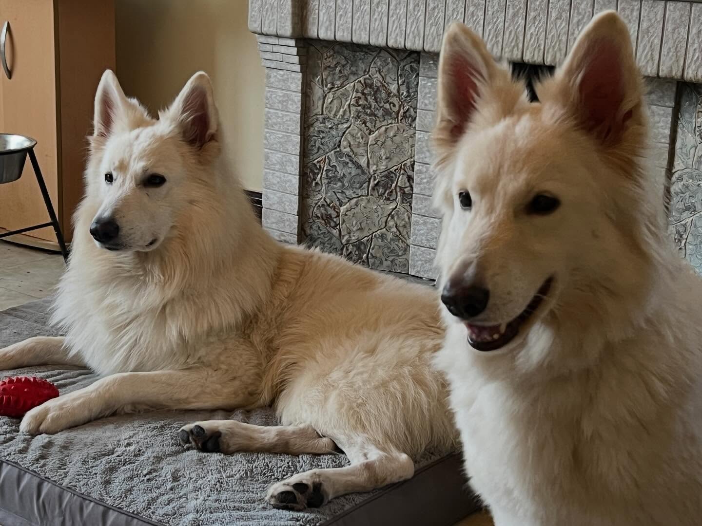 Bear & Luna. #swishsheps #shepherddog #shepherddogs #germanshepherd #breakfreefromthekc