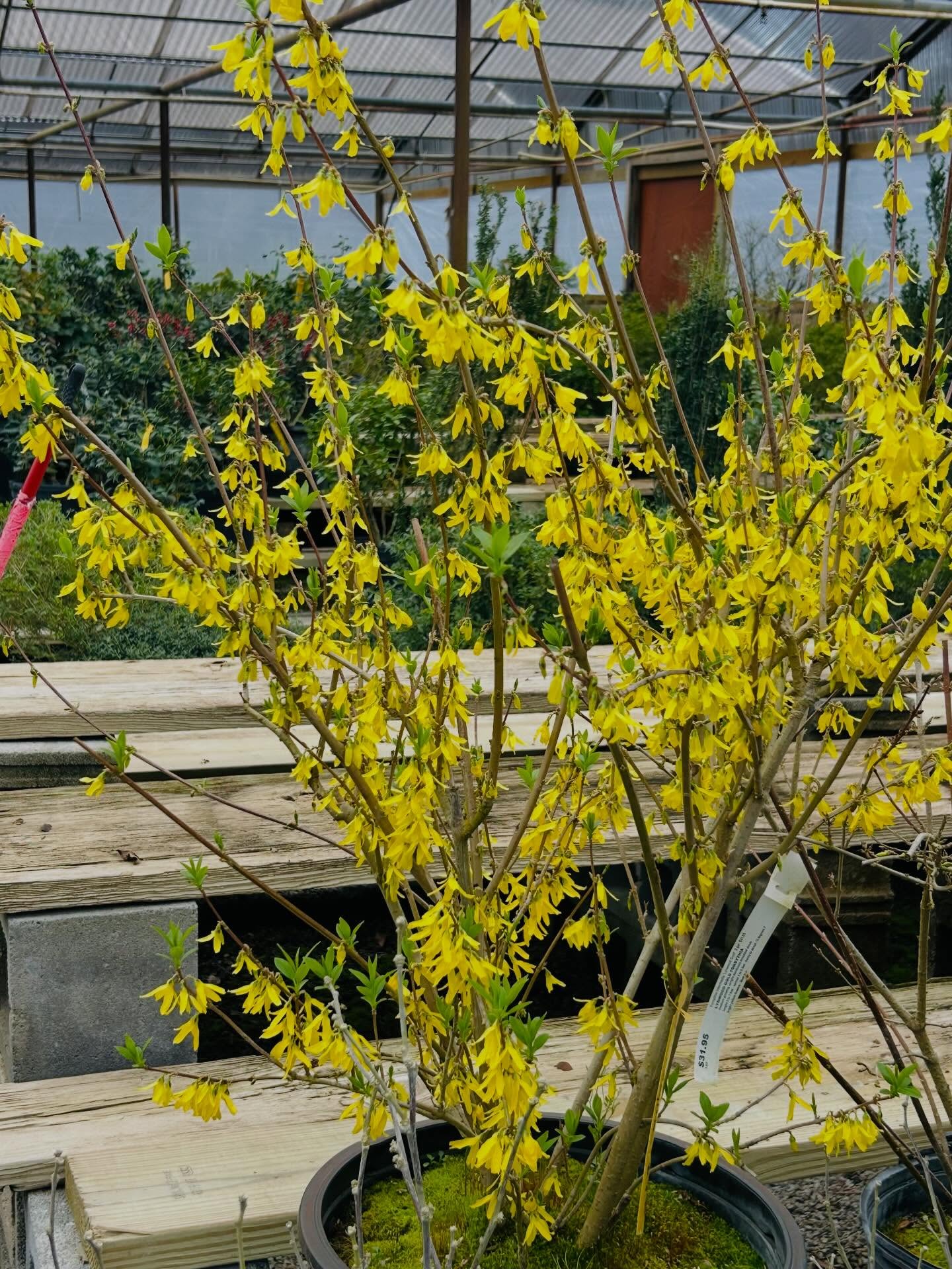Color popping all around the nursery today! 🌸🌿 These early spring blooming shrubs are showing off and ready to brighten up your yard.
Swing by and see them in person, we’re open until 4 PM today!
#BloomingShrubs #GardenColor #PlantJoy #ShopLocalPlants #JandSNursery GardenCenterFinds 🌺
