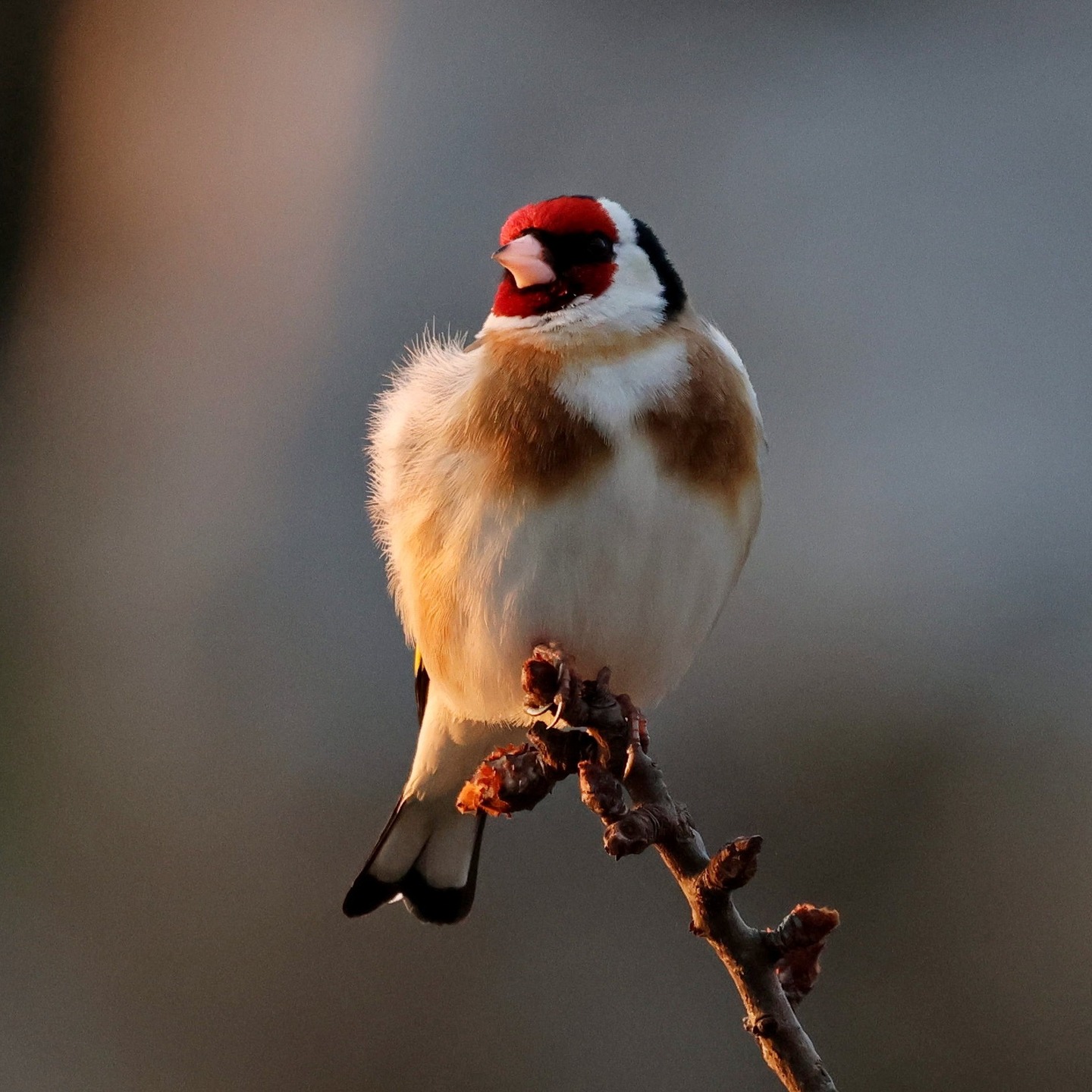 A goldfinch at sunrise on Mt Ainos.
#islandwildlife #kefaloniawildlife #greekwildlife #guidedwildlifewalks #birdlovers