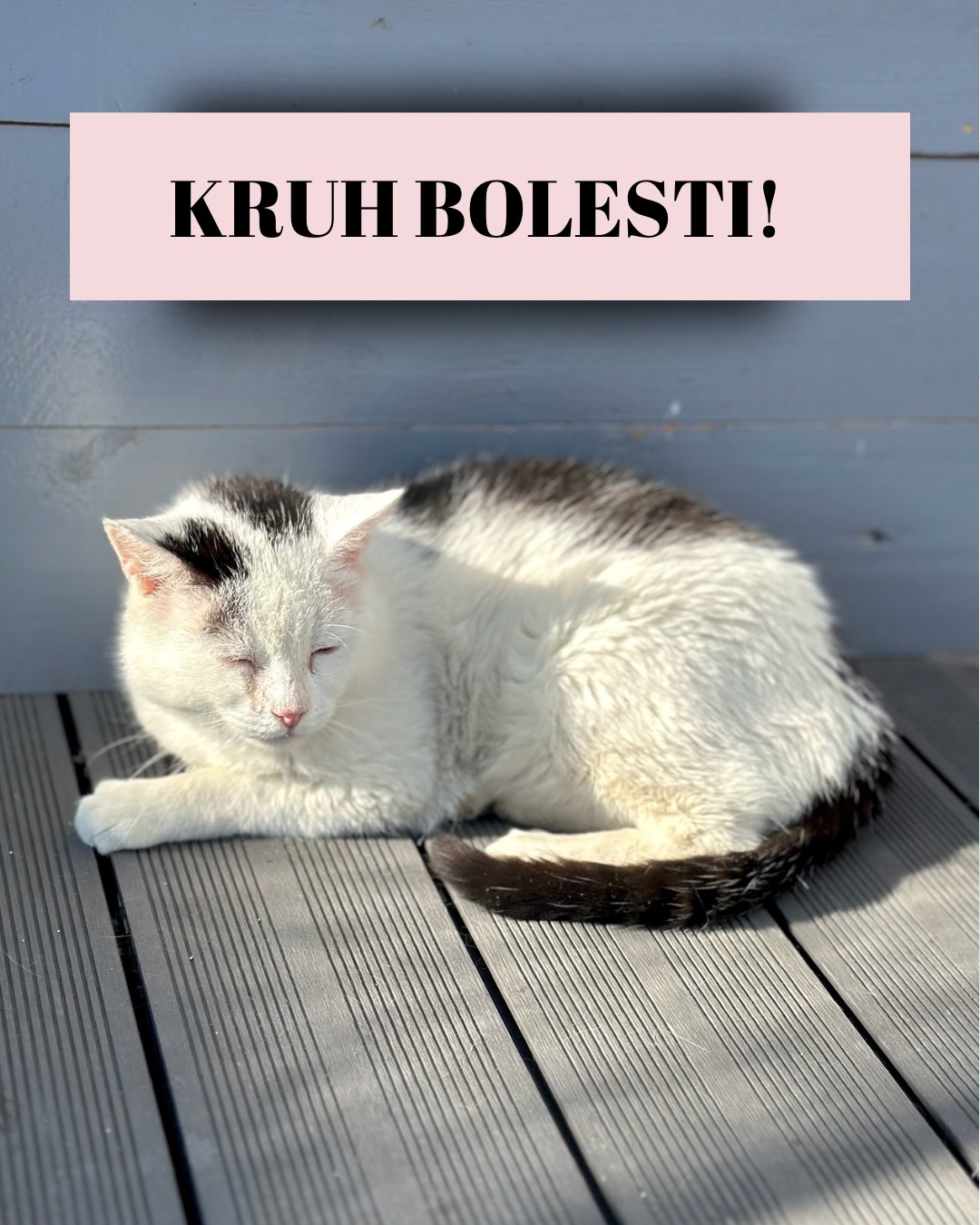 Mýty vs. Realita: Proč je kastrace jedinou cestou z kruhu bolesti? ⭕️💔
Dneska nebudeme mluvit o tom, že kastrovaný kocour vám neoznačkuje nové závěsy (i když to je sakra příjemný bonus). Pojďme se podívat na to, co kastrace znamená pro kočičí svět a pro nás jako společnost. Protože dokud si neuvědomíme pár základních faktů, budeme se pořád točit v začarovaném kruhu bolesti, nemocí a zbytečných smrtí na ulici. 🥀🐾
Znáte tyhle „vesnické moudrosti“? My bohužel ano...
❌ „Kočka by měla mít aspoň jednou za život koťata.“
Tohle je asi největší nesmysl, co kdy spatřil světlo světa. Kočka není člověk, netouží po mateřství a po narození koťat se necítí „naplněná“. Cítí se akorát vyčerpaná a její tělo dostává šíleně zabrat. Žádný zdravotní benefit to nemá – právě naopak.
❌ „Kastrovaný kocour už neloví myši, je líný.“
Povězte to našim kastrovaným lovcům, kteří jsou schopní ulovit i mouchu v letu, zatímco vy spíte! Kastrace nemá na lovecký pud žádný vliv. Kocour jen přestane mít toulavé boty a místo hledání nevěst v sousední vesnici (kde ho srazí auto) se raději věnuje revíru kolem domu. 🐭🥊
Proč je to tak důležité pro všechny?
🌍 Zastavení nemocí: Jak už víte, nemoci jako FIV a FeLV se šíří hlavně při rvačkách o území a při páření. Kastrace je v podstatě ta nejúčinnější vakcína, kterou můžeme kočičí populaci dát. Méně toulek = méně bitev = zdravější kočky.
🛑 Konec umírání na ulici: Každé nechtěné kotě, které se narodí jen proto, že „příroda to tak chtěla“, zabírá místo v domově těm, kteří už na ulici trpí. Útulky praskají ve švech a my pořád dokola narážíme na krabice u popelnic nebo nemocná koťata v příkopech. Je to nekonečný boj, který můžeme vyhrát jen u zdroje – u kastrace. 🛑📦
Dokud lidé nepochopí, že jedna nekastrovaná kočka může mít za pár let tisíce potomků, budeme pořád jen „hasit požár“. Kastrace není proti přírodě. Je to ten největší projev lidskosti a zodpovědnosti, který můžeme projevit. ❤️✨
Pomozte nám tenhle začarovaný kruh rozbít. Šiřte osvětu, ne koťata! 🙏🐾
Slyšeli jste i vy nějaké další „zaručené rady“, proč nekastrovat? Podělte se s námi v komentářích, ať víme, proti čemu všemu ještě musíme bojovat! 👇💬
Terka ze Šklíby🐾