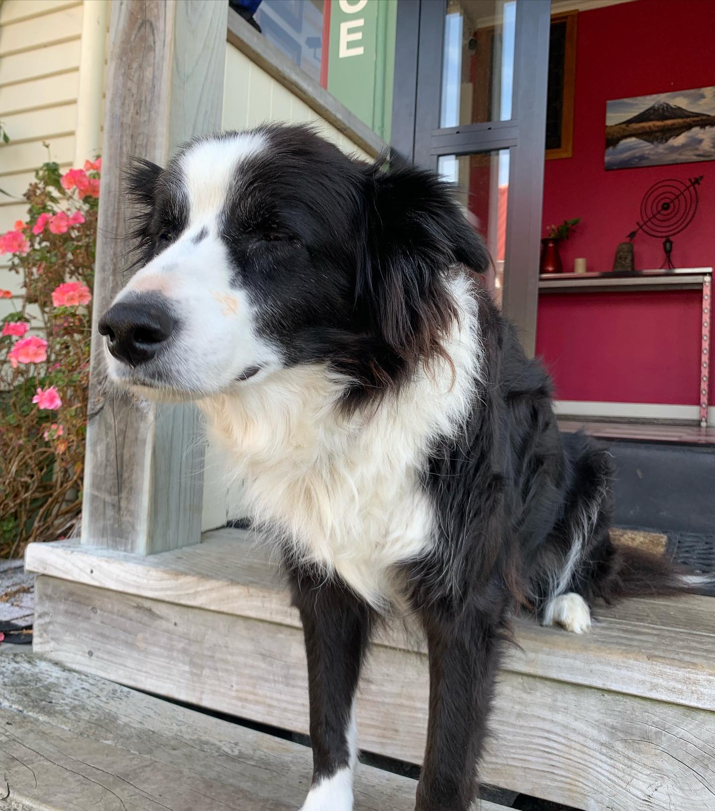 With a heavy heart we announce we have said goodbye to our beautiful Zulu. Having greeted, befriended and sat in the way of many guests during his tenure here, he will be missed. X