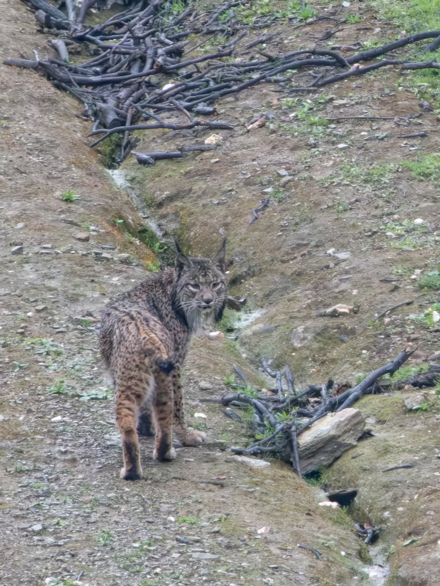 🇪🇸 Francisco y Enrique nos visitaron esta semana desde León para hacer un safari de observación de lince ibérico en libertad y nos envían estas imágenes.
Combinando el Parque Natural Sierra de Andújar y el Valle del Río Guarrizas, la posibilidad de ver y fotografiar un lince ibérico aumenta, si bien son animales salvajes que viven en completa libertad y de los cuales no se puede asegurar nunca su observación.
Si tú también quieres probar suerte y disfrutar de otras especies de la fauna ibérica en Sierra Morena de Jaén, contacta con nosotros y te recomendaremos la mejor opción para cada época del año.
www.lyncisecoturismo.com lyncisecoturismo@gmail.com
(+34) 603 90 74 35
Francisco and Enrique visited us this week from León to take part in a safari to observe the Iberian lynx in the wild, and they have shared these images with us.
By combining the Natural Park of Sierra de Andújar with the Guarrizas River Valley, the chances of seeing and photographing an Iberian lynx increase.
However, they are wild animals living in complete freedom, and sightings can never be guaranteed.
If you would also like to try your luck and enjoy other species of Iberian wildlife in the Sierra Morena of Jaén, get in touch with us and we will recommend the best option for each time of year.
www.lyncisecoturismo.com
lyncisecoturismo@gmail.com
(+34) 603 90 74 35