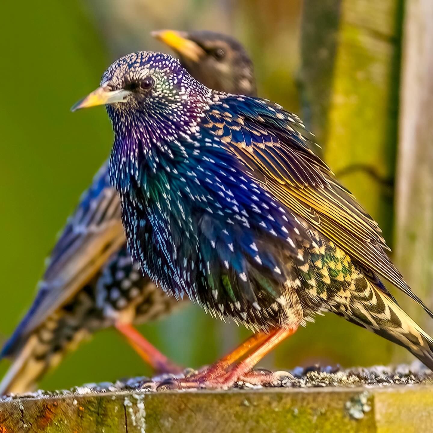 Das Weibchen scheint die neue Starenheimat auf jeden Fall akzeptiert zu haben 😀
#naturblick #koenigphotobags
#landschaft #Heimat #waldundfeld