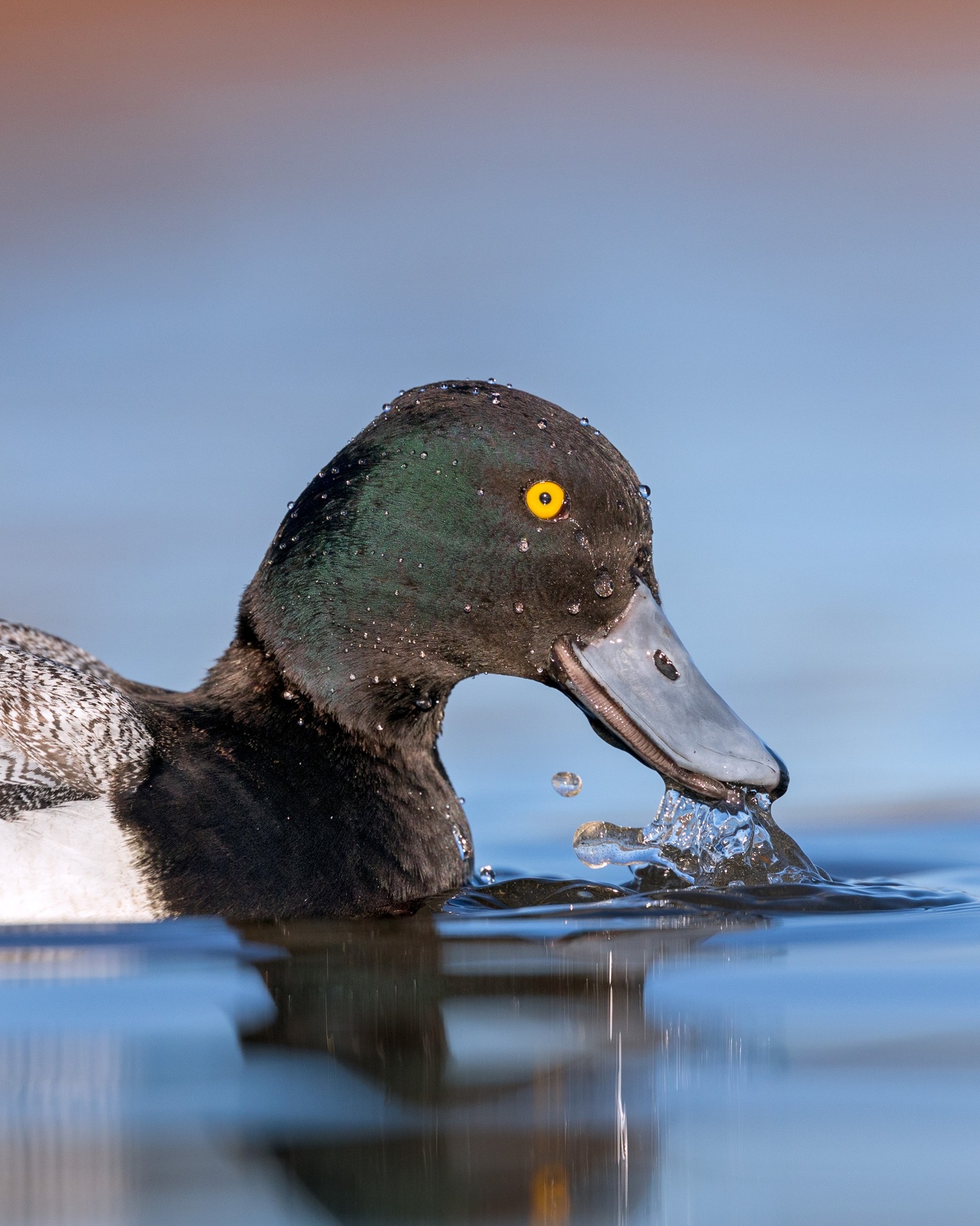 As I was going through my images I was so surprised that this Ring Neck duck was green...oh yeah that is because it's a Greater Scaup. 😂 Learning all the time!