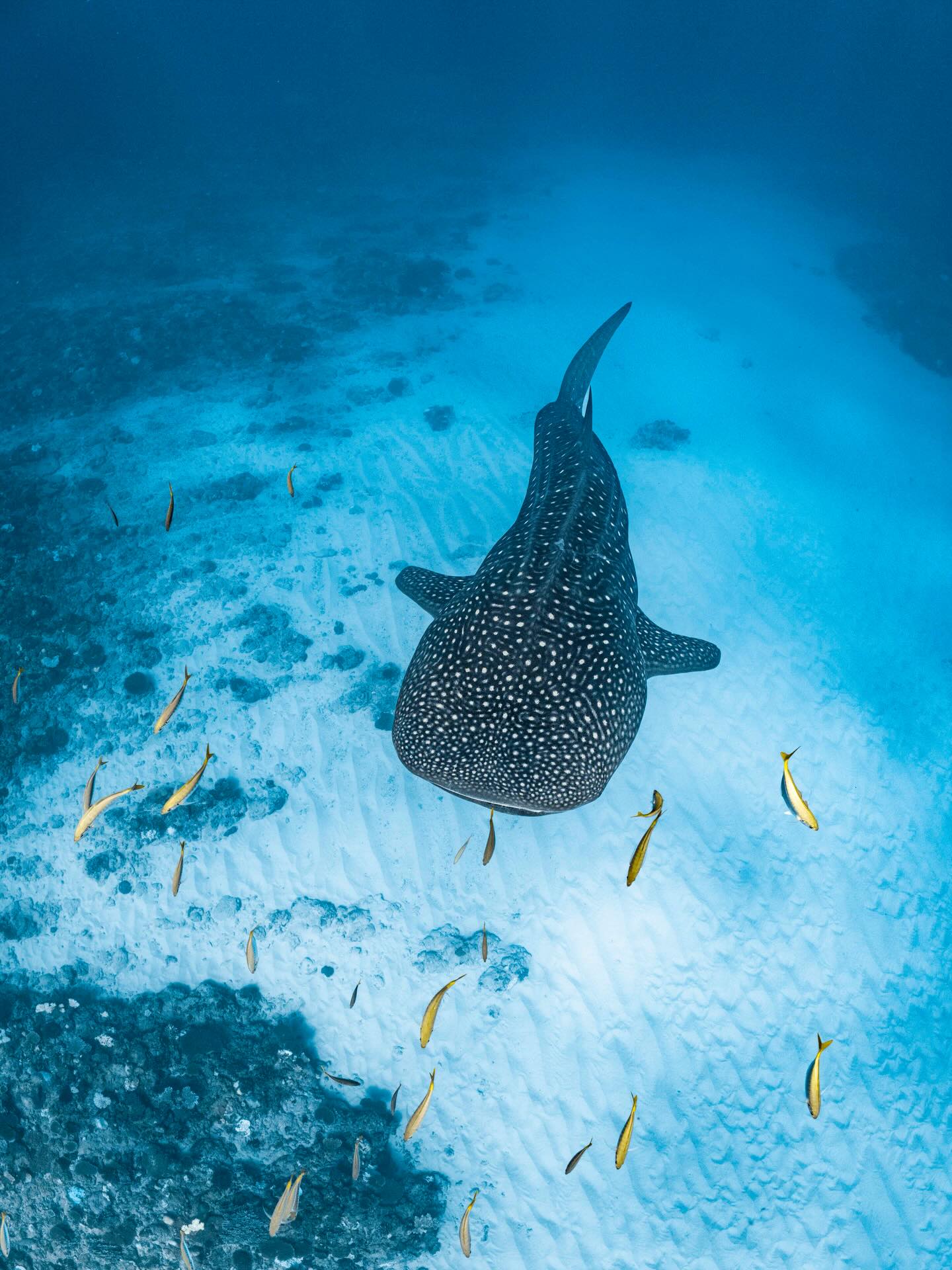 One of those views that never gets old. A whale shark approaching through the blue never fails to stop us in our tracks! 💙
Who’s ready to join this adventure??
@ollieclarkephoto
#whalesharkseason #ningalooreef #thisiswa #exmouth #swimmingwithwhalesharks