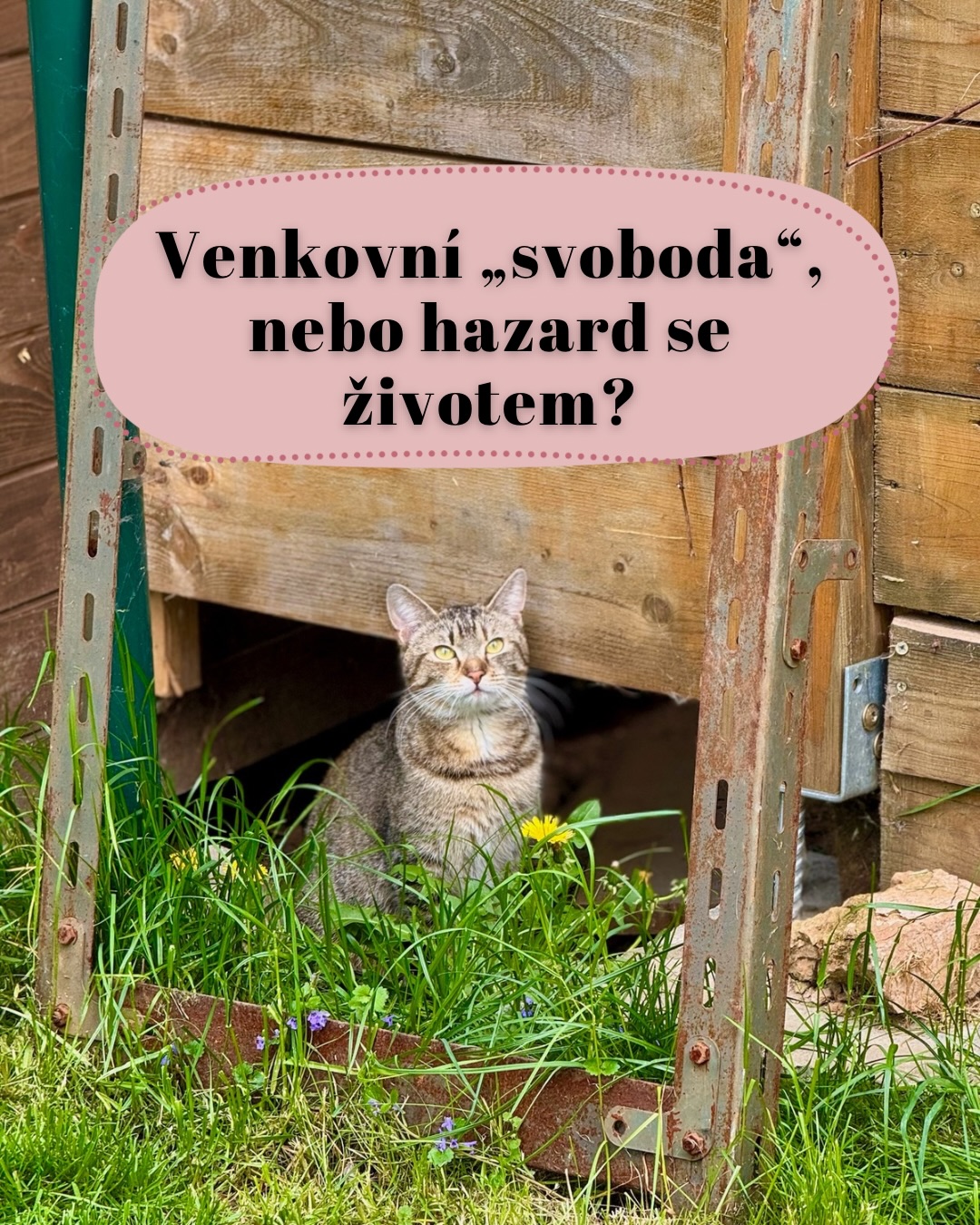 V kočičím světě koluje jeden mýtus, který nás ve Šklíbě pálí ze všeho nejvíc: „Kočka patří ven, tam je jí nejlíp, je to přece lovec.“ Zní to tak přirozeně, že? Realita za plotem je ale bohužel mnohem drsnější a my v útulku jsme ti, kteří pak skládají dohromady ty, kterým ta „svoboda“ pocuchala kožich. 💔✨
Co se vlastně skrývá za oponou téhle svobody?
📍 Půlnoční ruleta na silnici: Pro kočku neexistují pravidla silničního provozu. Každý rok končí tisíce koček pod koly aut jen proto, že „se šly projít“. Auto není nepřítel, kterého by kočka dokázala odhadnout, a tahle srážka končí skoro vždycky tragicky. 🏎️💨
📍 Neviditelní zabijáci: Venkovní svět je plný virů, parazitů a otrav. Kočka, která žije jen venku, má průměrnou délku života drasticky nižší než ta, která má bezpečný přístav v teple. „Ona se o sebe postará“ je v kočičí řeči často jen synonymum pro „bojuje o přežití každý den“. 🩺🩹
📍 Mýtus o šťastném lovci: Ano, kočky loví. Ale venkovní kočky nejsou jen lovci, jsou i kořistí – pro kuny, psy nebo bohužel i pro zlé lidi. Navíc nekontrolovaný lov má obrovský dopad na naši přírodu, o kterém se málokdy mluví nahlas. 🐦📉
A co s tím? 🏠❤️
Zlepšit povědomí neznamená kočky zavřít do klece. Znamená to pochopit, že dnešní svět už není ten, co býval před sto lety. Máme auta, máme chemii, máme přeplněné lokality. Bezpečný výběh, zasíťovaný balkon nebo prostě život v bytě s dostatkem podnětů – to je ta moderní svoboda, kde kočka nemusí každý den řešit, jestli se dožije rána. ✨🛋️
My ve Šklíbě se snažíme každému vysvětlit, že nejšťastnější kočka je ta, která má svůj jistý pelíšek a majitele, který o ni nemá strach, kdykoliv se venku setmí. 🌚🏠
Co si o tom myslíte vy? Je pro vás bezpečí domova víc než „lákání divočiny“, nebo jste našli zlatou střední cestu? Pojďme o tom slušně a konstruktivně podiskutovat v komentářích! 👇💬
Terka ze Šklíby🐾