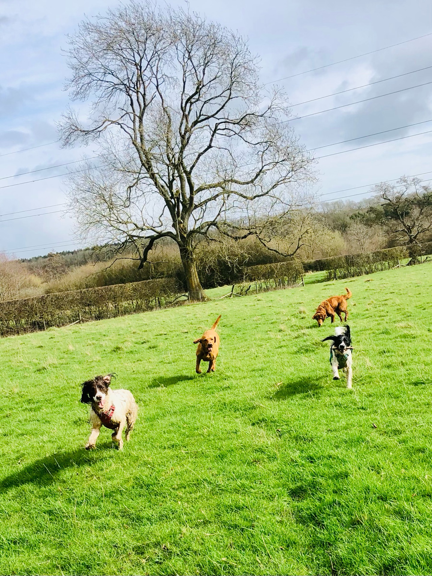 😁😁😁😁
If your dog would like to have a walk with us then contact us at www.ardendogwalking.co.uk and check out our half-day experience.
#ullenhall #tanworthinarden #hockleyheath #henleyinarden #dog