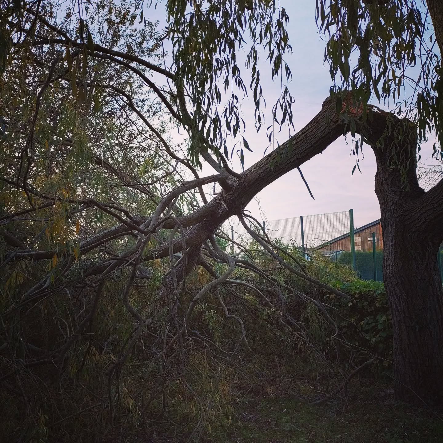 We squeezed this willow in for Anthony's special school Chichester.
Half of the tree had failed we brought the other side down hard to allow it to regenerate from there
Made safe and all before Monday morning when the landscaping is due to start!