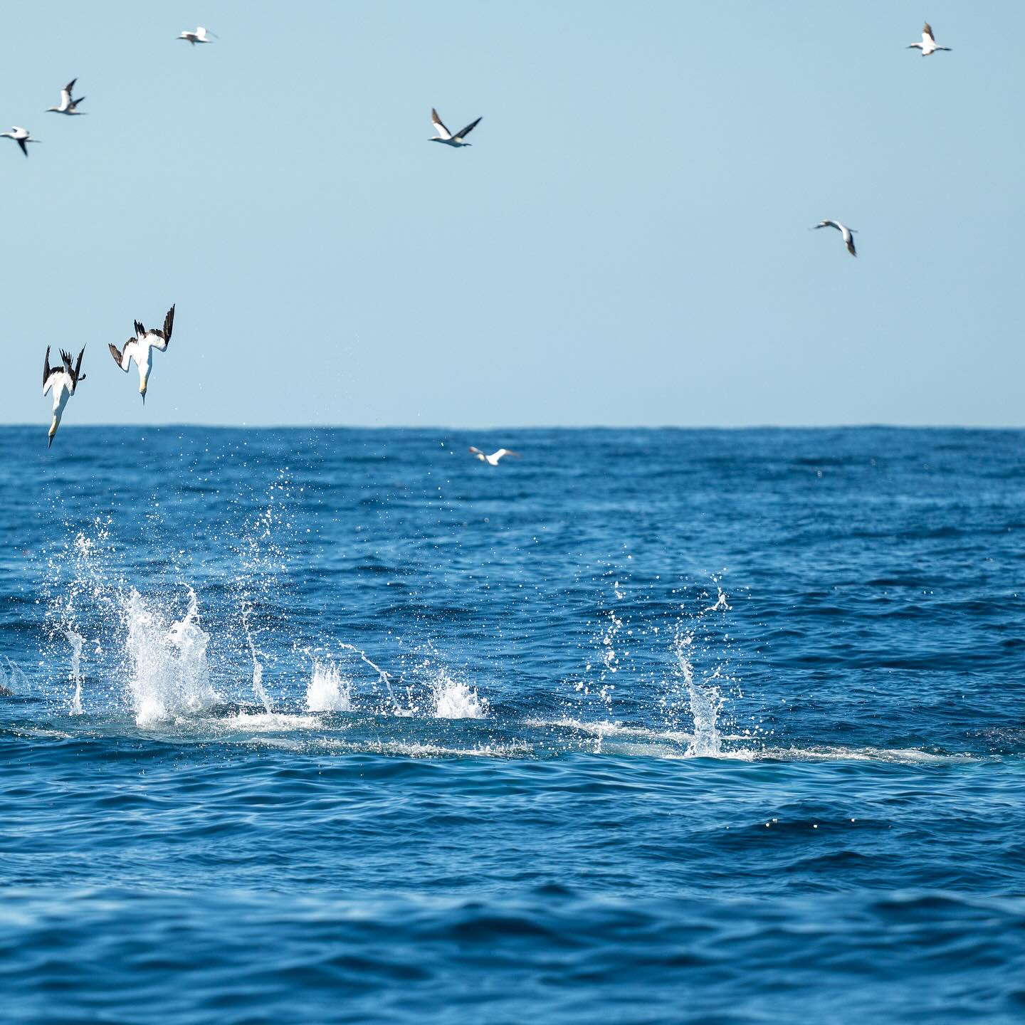 Sardine run avant l’heure , en attendant la vraie grande migration des sardines le mois prochain avec nous ! https://www.contrees-sauvages.com/sardinerunenafriquedusud