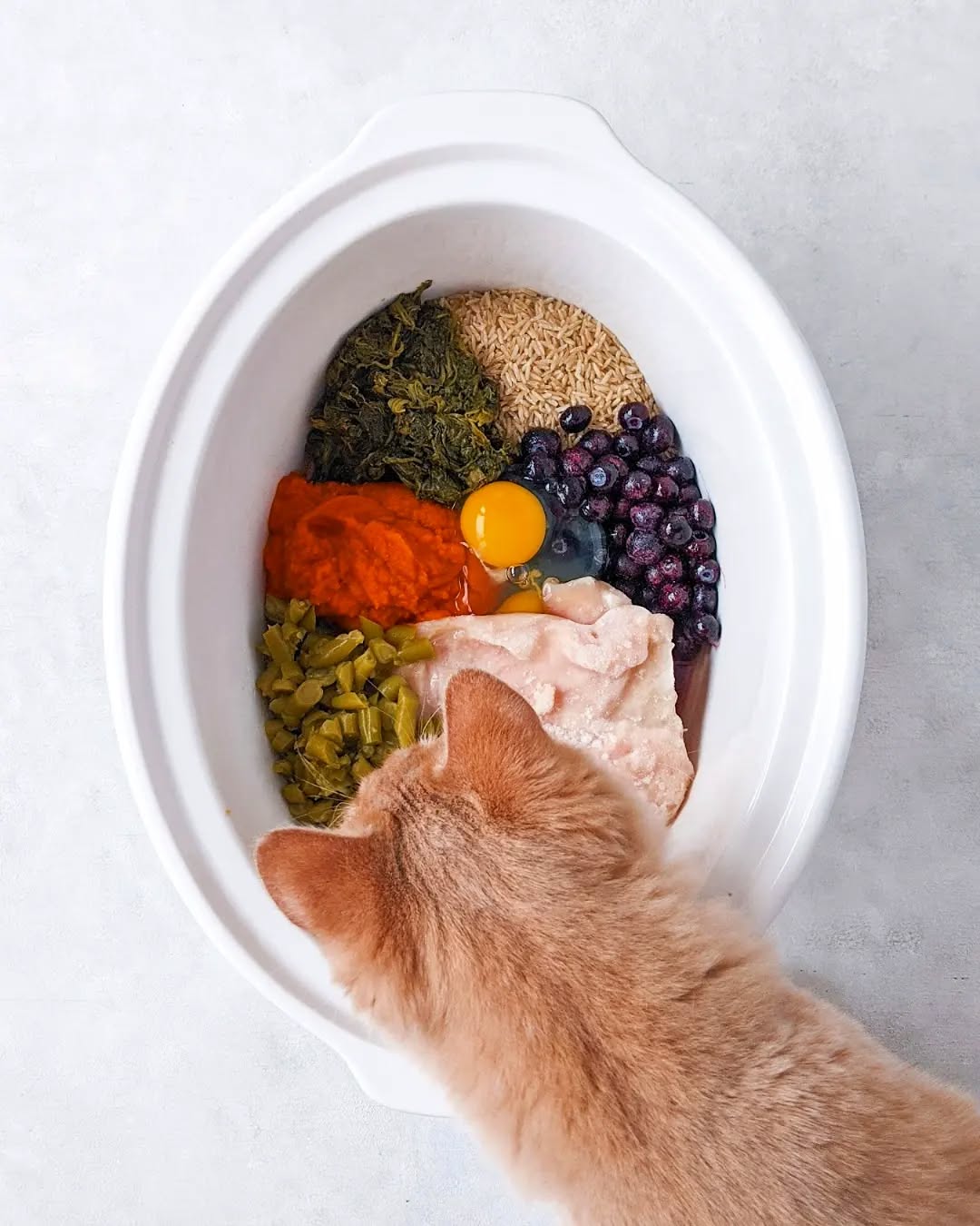 New recipe up on the blog! This one is for the furry kids 🐈🐕 Which also means a new category on the blog called "Pets" 🐾
.
🔗Click the link in my bio to check out this Crock Pot recipe!
.
🦸🏻♂️Loaded with super foods, protein, and lots of good nutrients for your best friends!
.
.
.
#catfood #dogfood #pets #cats #dogs #superfoods #homemade #homemadepetfood #protein #veggies #treat #cattreats #dogtreats #orangecat #remy #littlechef #foodforpets #foodblogger #healthyrecipes #healthypets
