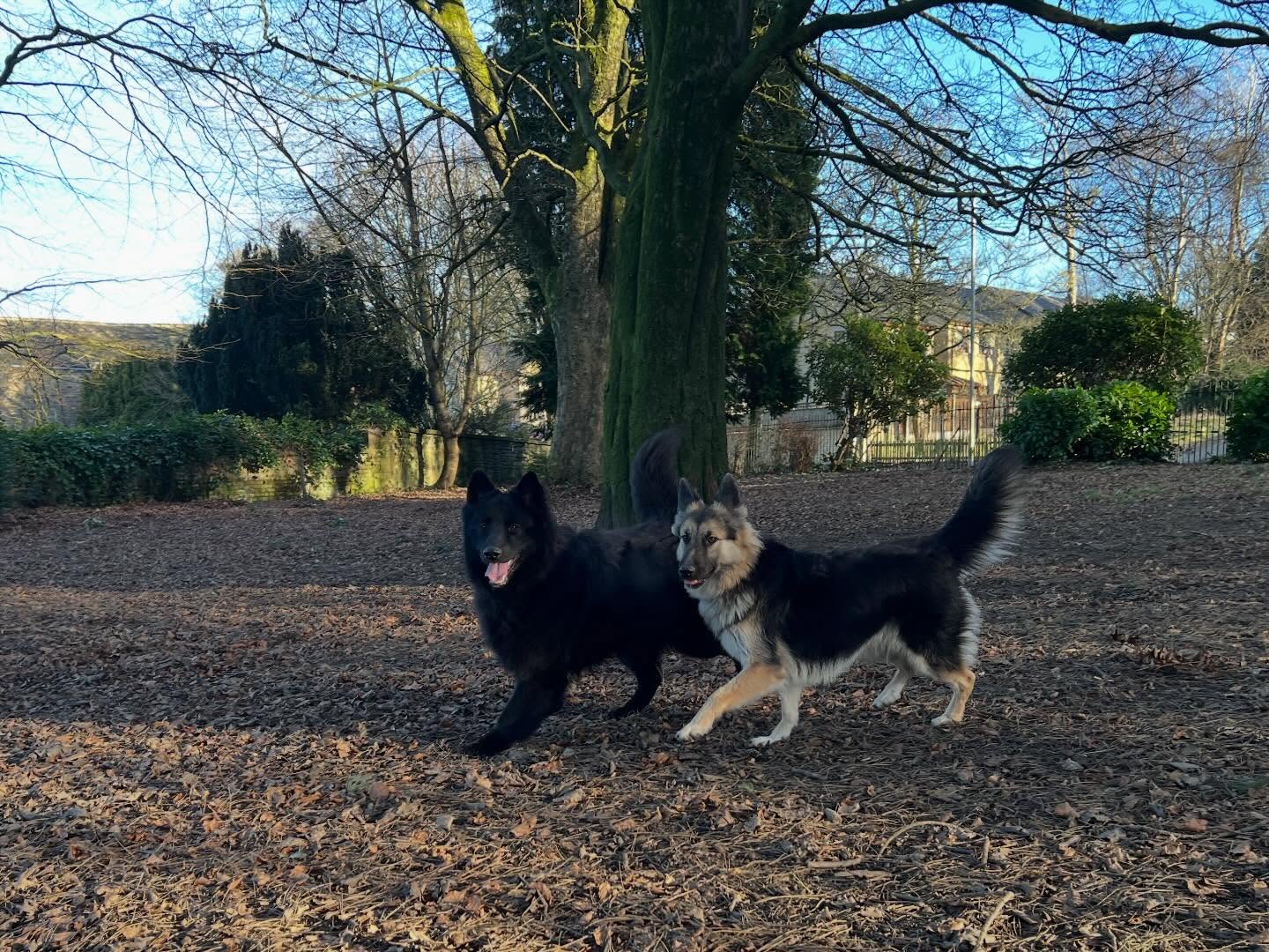 Brother & Sister. #swishsheps #shepherddog #shepherddogs #germanshepherd #breakfreefromthekc