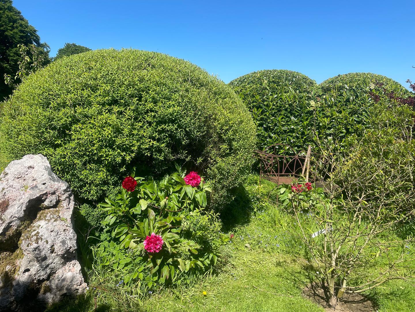 Reshaping these laurels and spiraea 🌳 #chagford #dartmoor #garden #gardening #hedge #hedgecutting #exeter #devon #gardenmaintenance #gardenservices