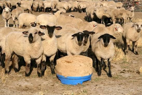 Support the health, growth, and performance of your herd with high-quality sheep supplements from AgriBest Feeds. Built to keep your animals thriving all season long 🐑
Contact your local dealer or visit agribestfeeds.com to learn more.
#AgriBestFeeds #SheepNutrition #HealthyHerd #SheepProducers #LivestockNutrition