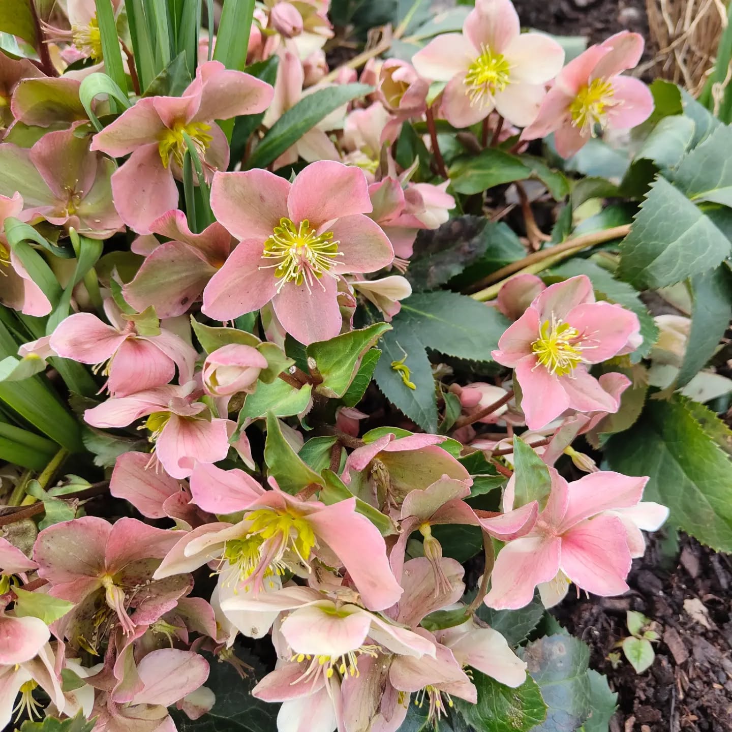 It's surprising how much colour you can have in these cold winter months. The plants we planted over the last few years are really starting to come into their own now. Helbores (Christmas Rose), Heather's (Erica), Pulmonaria (Common Lungwort) and Euphorbia (Mediterranean Spurge), to name a few.
.
.
.
.
.
.
.
#bloomsford #garden #gardener #meonvalley #naturelovers #naturephotography #gardendesign #gardeninspiration #gardening #gardenideas #spring #springday #winter #wintercolors #helibores #heathers #loveourjob #nature
