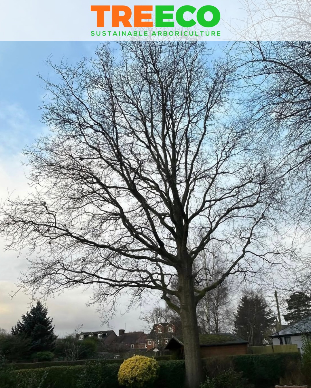 Another before & after shot of a TPO’d mighty oak tree.
Carefully reduced to the tree officer’s specifications.
We love shaping oaks — respecting the tree while keeping it safe and structured. 🌳
True art
#arborist #treereduction #oakreduction #tpo
