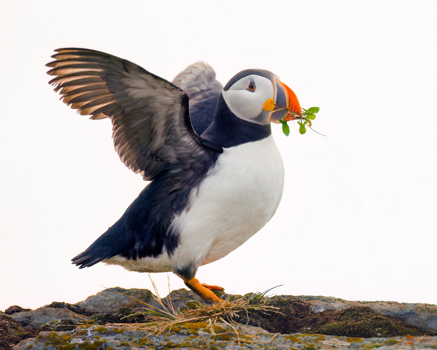 Atlantic Puffin - I was very sad to read of the 'seabird wreck' which has lead to starvation and death of thousands of seabirds. Hoping for a successful breeding season. ❤️