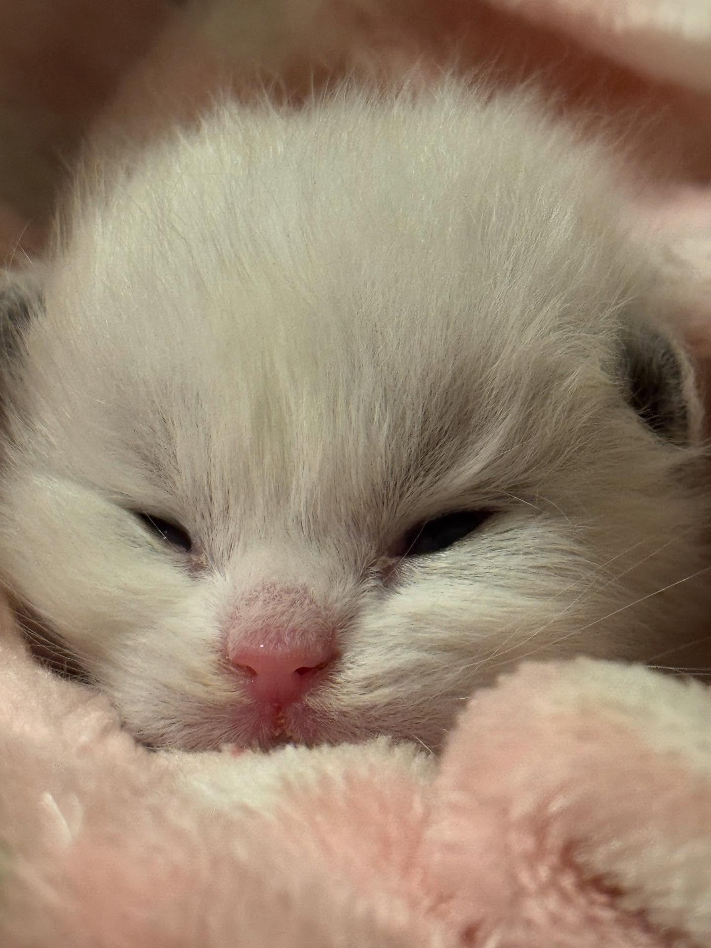 š Scarlet š
2/10/26 - 3/11/26
You were only earthside for five days before I realized something wasnāt right. I set alarms every three hours to feed you and give you medicine. I watched you get stronger and thought we had finally made it through the hardest part.
Then you were diagnosed with hydrocephalus.
We started you on multiple medications and made plans to place a shunt to relieve the pressure on your brain once you were old enough. Two days ago I could tell you were getting tired and today I had to make one of the hardest decisions a breeder ever has to make, to let you go.
Thank you for four magical weeks together. I will always cherish every moment we had. Now you are free of pain, able to walk, run, climb and play with all the other kittens across the rainbow bridge.
Forever in my heart, my soul kitty. š
ā¢
ā¢
ā¢
ā¢
ā¢
ā¢
ā¢
#catsofinstagram #kitty