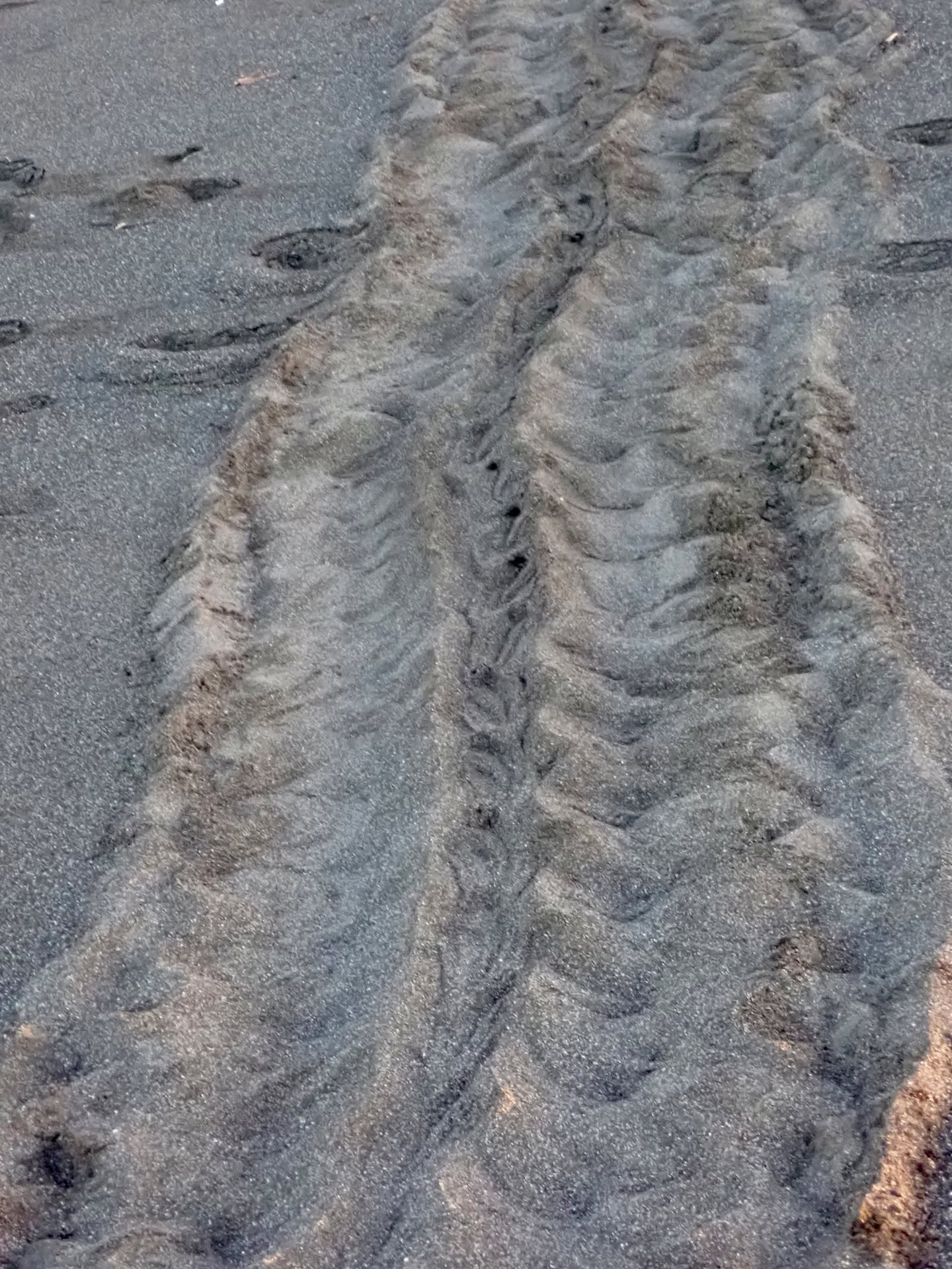 Know who made these tracks on the beach? At around 20 years old, sea turtle females return to the same beach where they were born to lay their clutch of eggs.
When coming on to the beach, their trail will have curves and go in different directions as they feel for the perfect spot to lay their eggs. After excavating the nest and depositing their approximately 100 eggs, she is totally exhausted and so will bee-line it for the water to rest and eat.
She is drawn to the water by the white color of the water caused by the reflection of the moon and stars. Human light pollution can cause her to become disoriented which is why many beaches around the world have banned white lights and instead might use red lights; another meaning for the red-light district!
TURTLE TUESDAYS!
https://www.morrillobeachresort.com/seaturtleconservationfundat (link in bio)
#Morrillo #AdventureTraveler #AdventurePanama #PanamaCulture #PanamaLife #PanamaWildlife #World_Animal_Protection
#PanamaWildlife #SeaTurtleConservation #SeaTurtleLove @fundacionaguaytierra #SeaTurtleRescue #SeaTurtleNest #SeaTurtleLovers #FreshTracks
#SeaTurtleHatchlings #TravelBetter
#SustainableTravels #EcoTourGuide #SurfingLife
#AdventureTravelers #AdventureTraveller #AdventureTraveling
#AdventureTravelFamily #AdventureTravelFamily #FamilyTravelAdventures #FamilyTravelAdventure #AdventurePanama