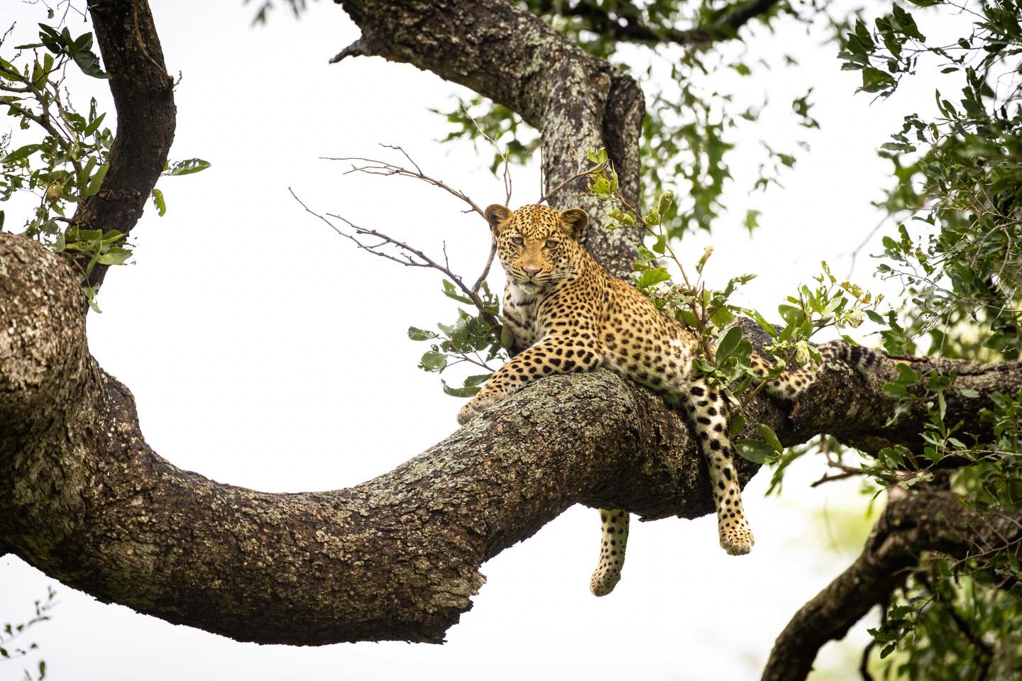 Having avoided a large male baboon intent on clearing two subadult leopards out of the area the two youngsters climbed tangled riverine trees to purvey the scene.
Somewhere below in the tangled scrub another baboon lay grotesquely dead, head thrown over a branch in forever slumber.
Every trip to @krugernationalpark yields its own drama and scenes to interpret. Two young leopards, one bold mature baboon was all that it took to draw us in and leave us having to work it all out. ♥️🦁
#krugernationalpark #southafrica🇿🇦 #leopards