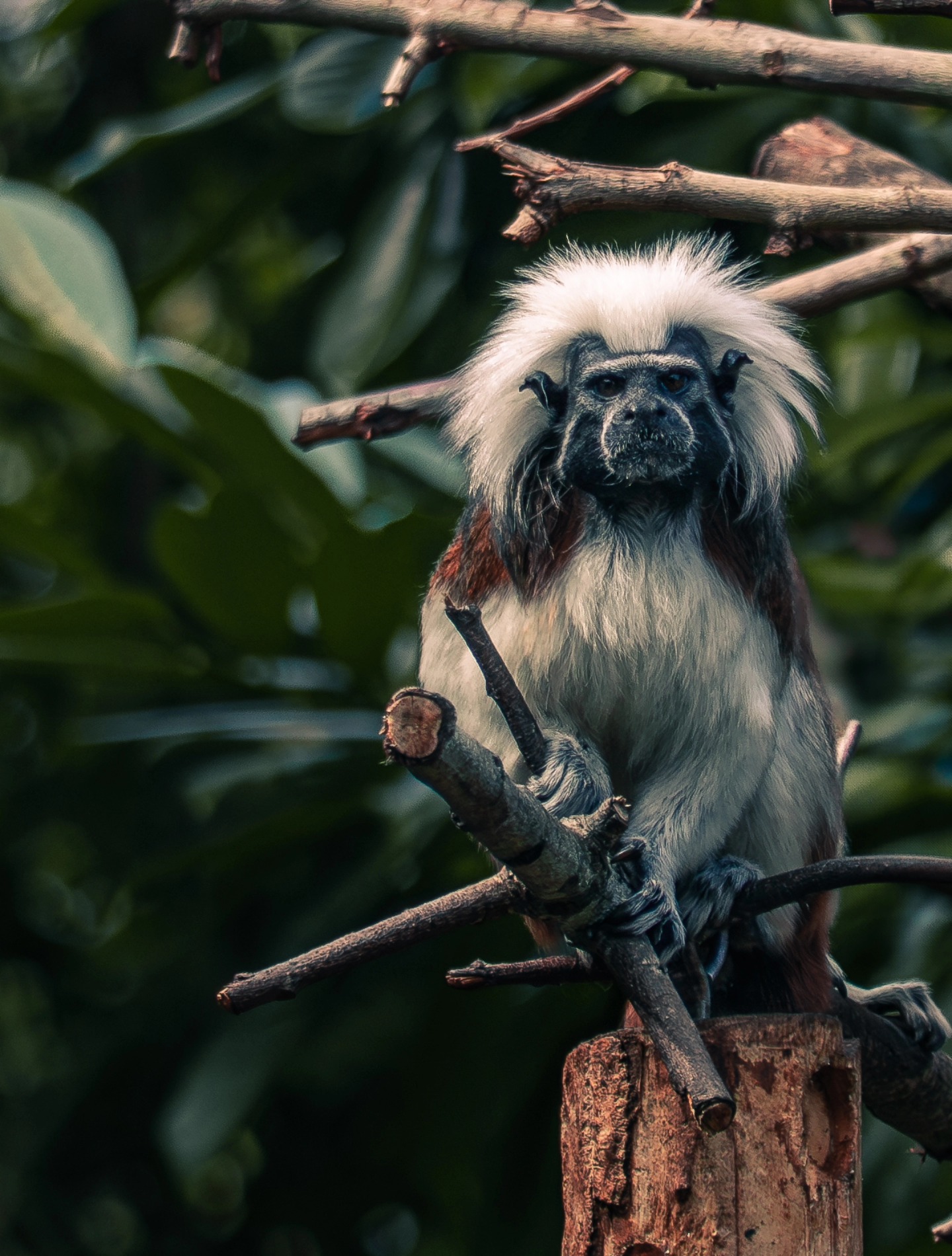 Annual Chester Zoo trip spam incoming ๐ฅน๐ฅฐ
The cotton-top tamarin's were such adorable little posers.
Always one of my favourite days out ๐ซถ
Taken using Olympus OMD EM-10 Mark II with Olympus Zuiko 40-150mm lens